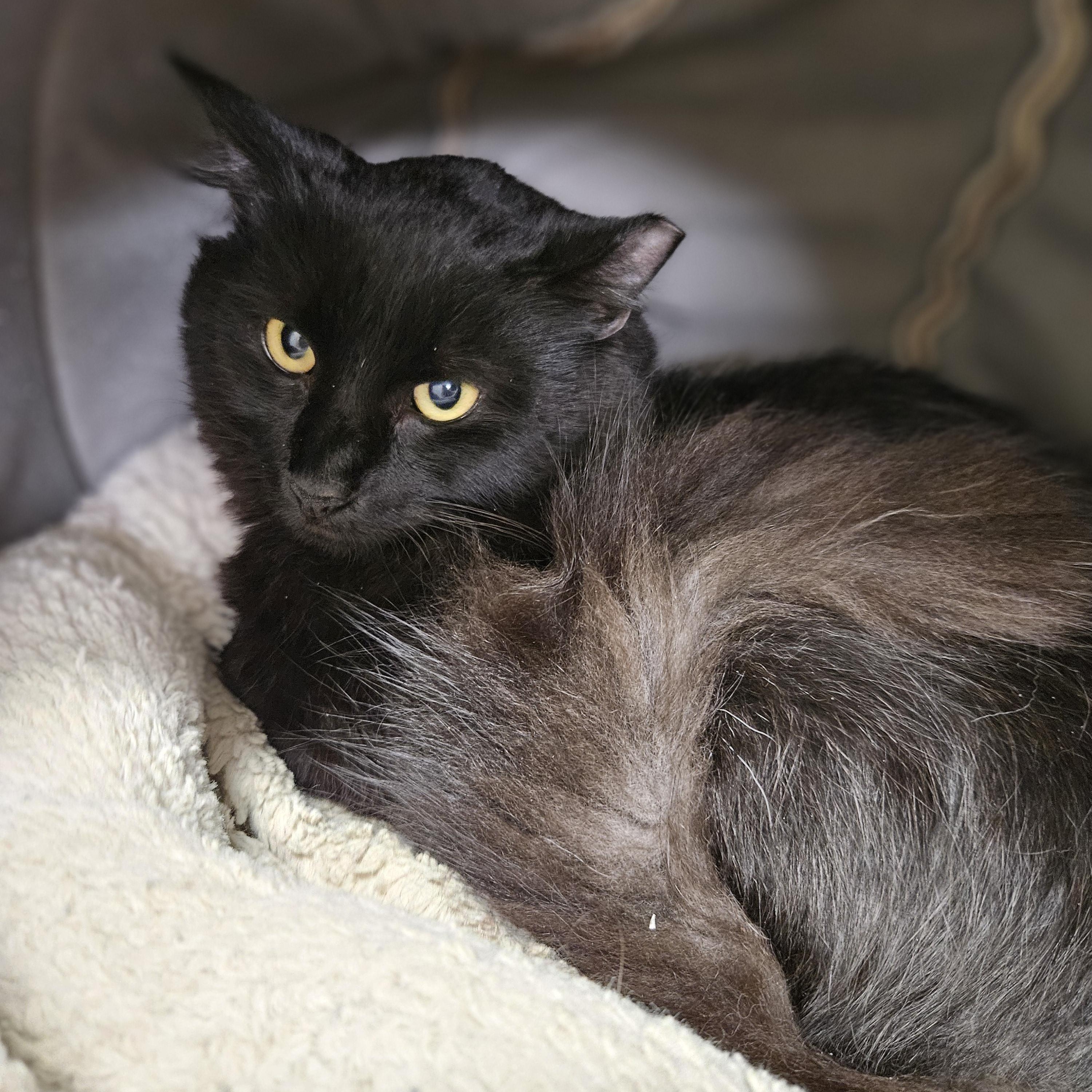 Barney, ADOPTABLE, Young Male Domestic Medium Hair.