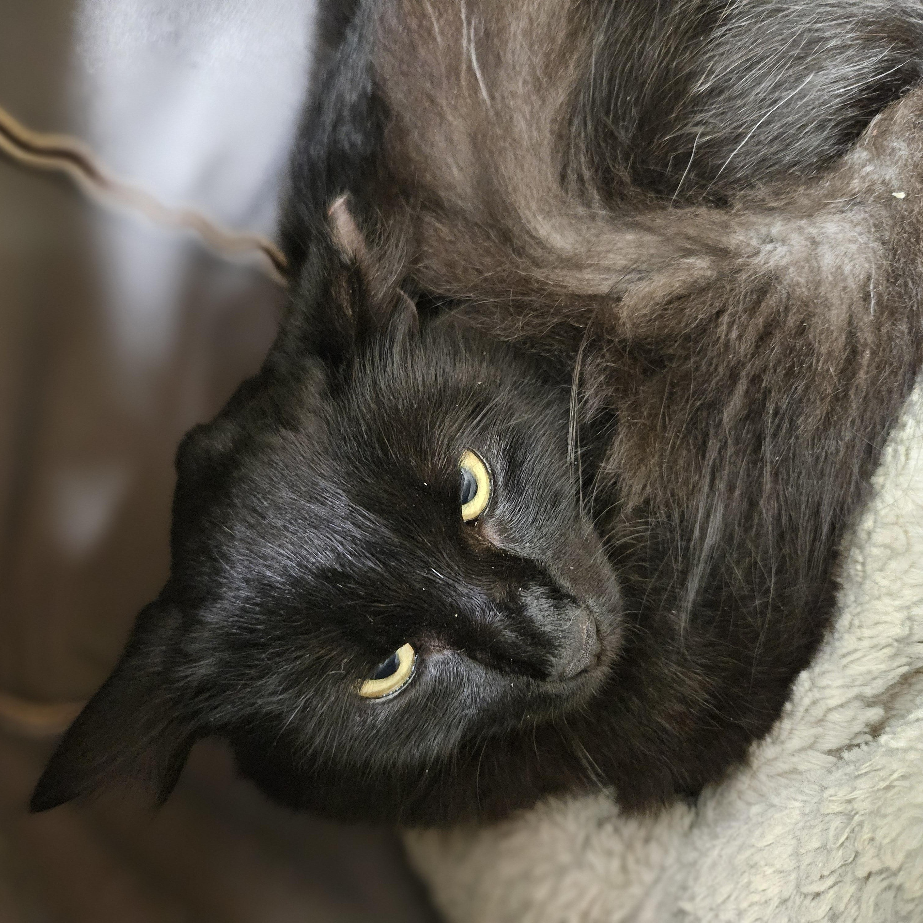 Barney, a ADOPTABLE Domestic Medium Hair in Fall River, MA image 2/2