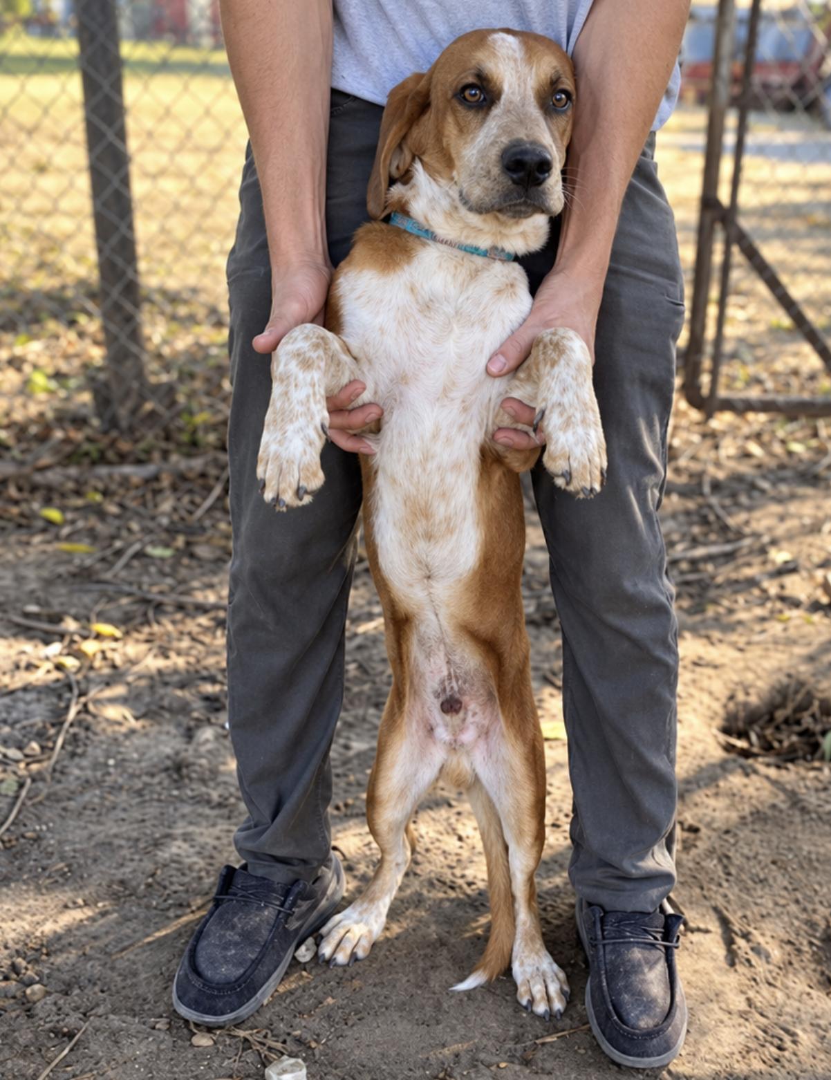 Enlarge Barnaby, a Adoptable mixed breed in TULSA, OK image 1/3