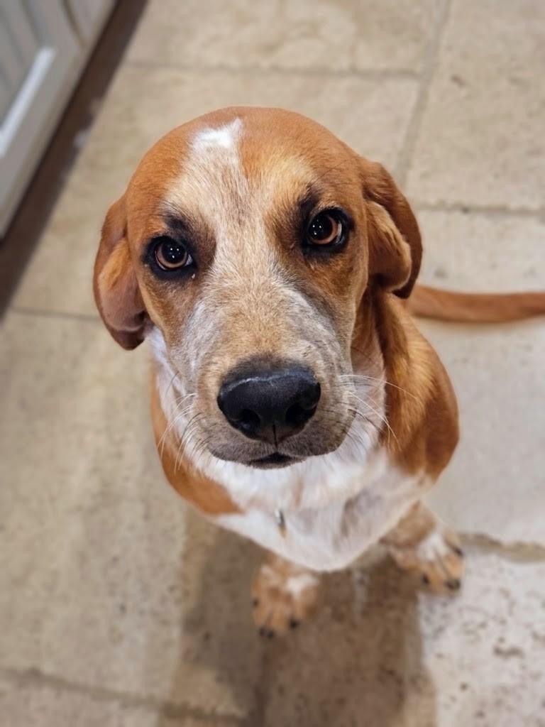 Barnaby, Adoptable, Young Male Basset Hound & Beagle.