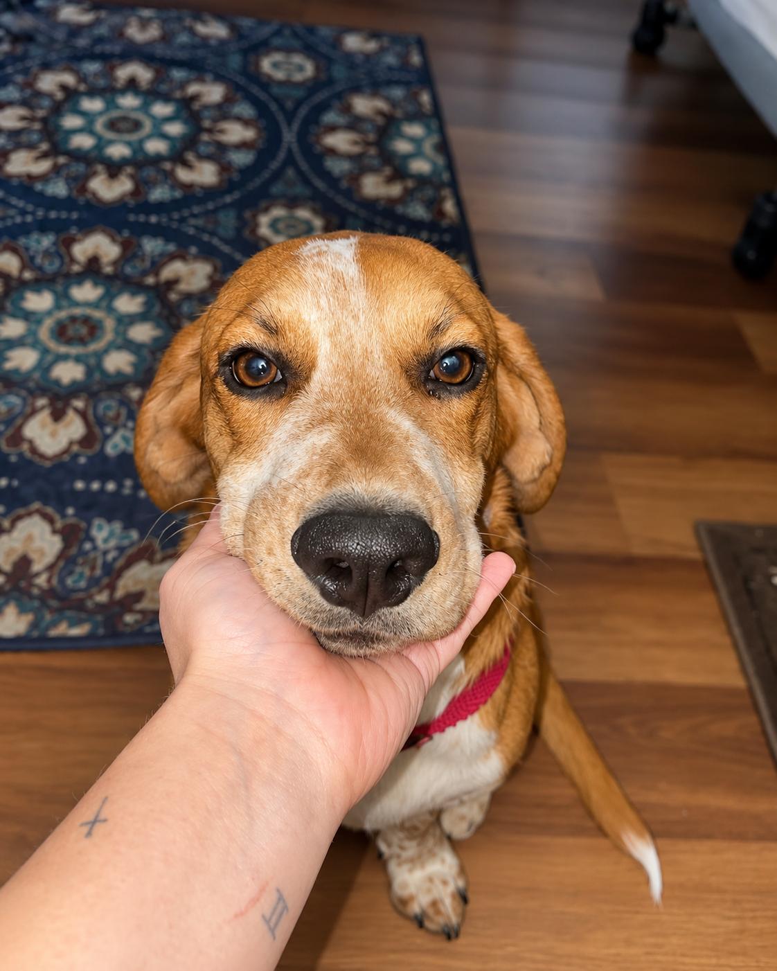 Enlarge Barnaby, a Adoptable mixed breed in TULSA, OK image 2/3