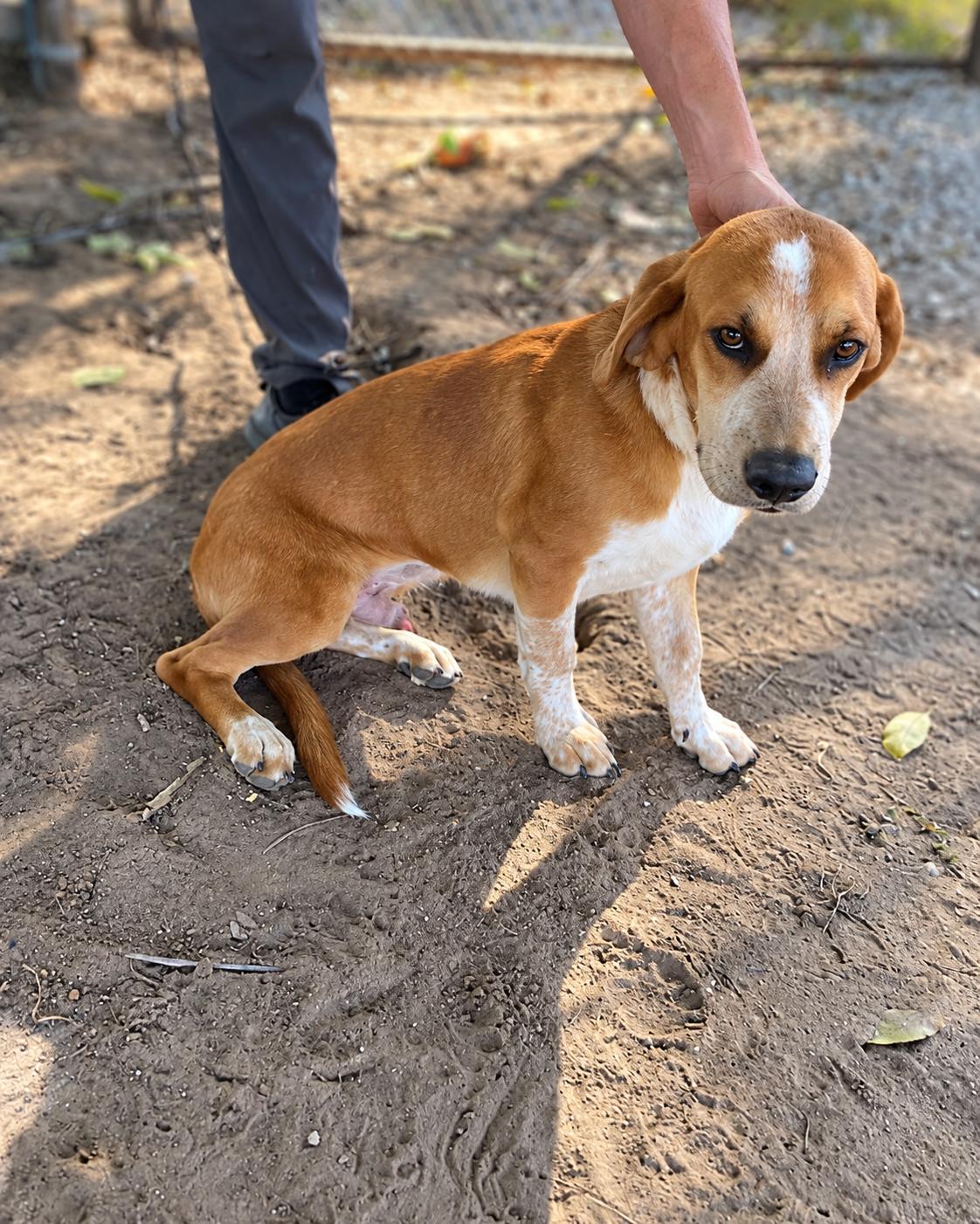 Enlarge Barnaby, a Adoptable mixed breed in TULSA, OK image 3/3
