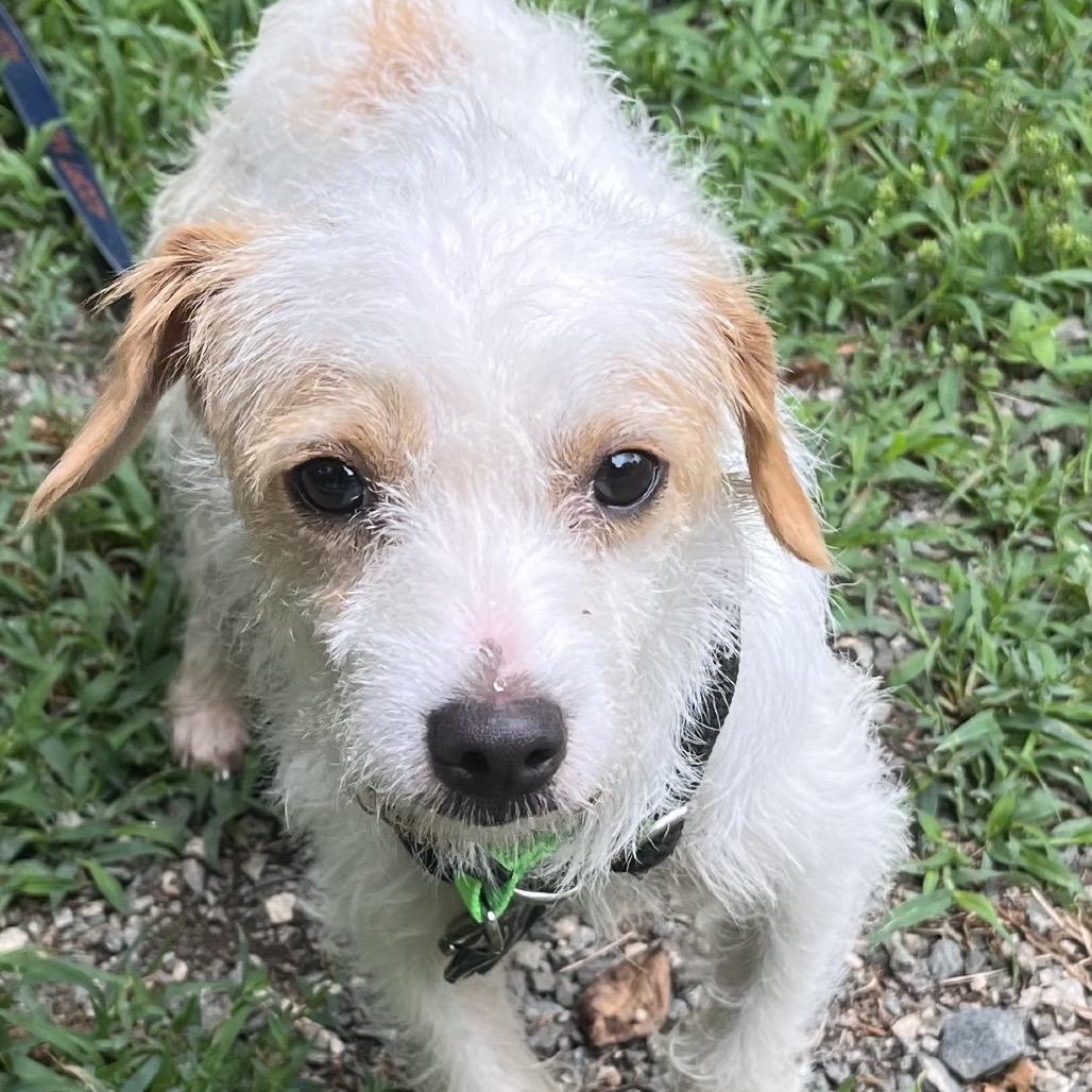 Mr. Tortilla, adopted, Young Male Terrier & Mixed Breed.