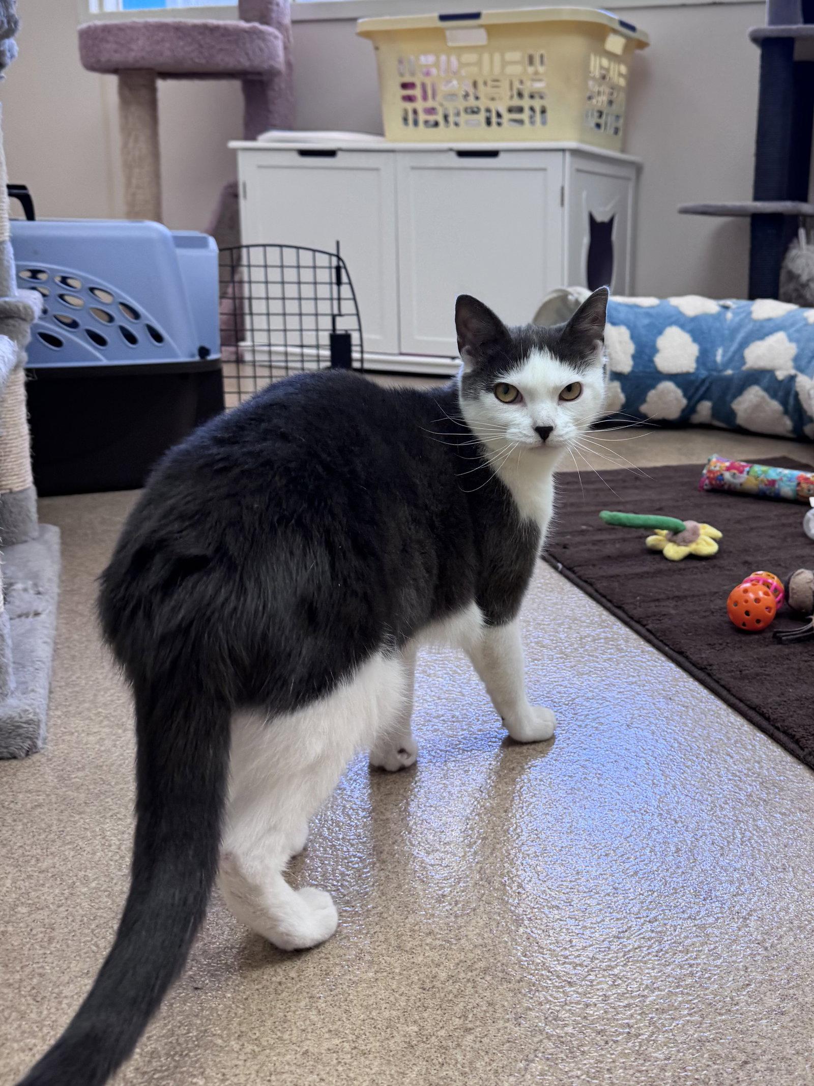 Maeve, Adoptable, Young Female Domestic Short Hair.