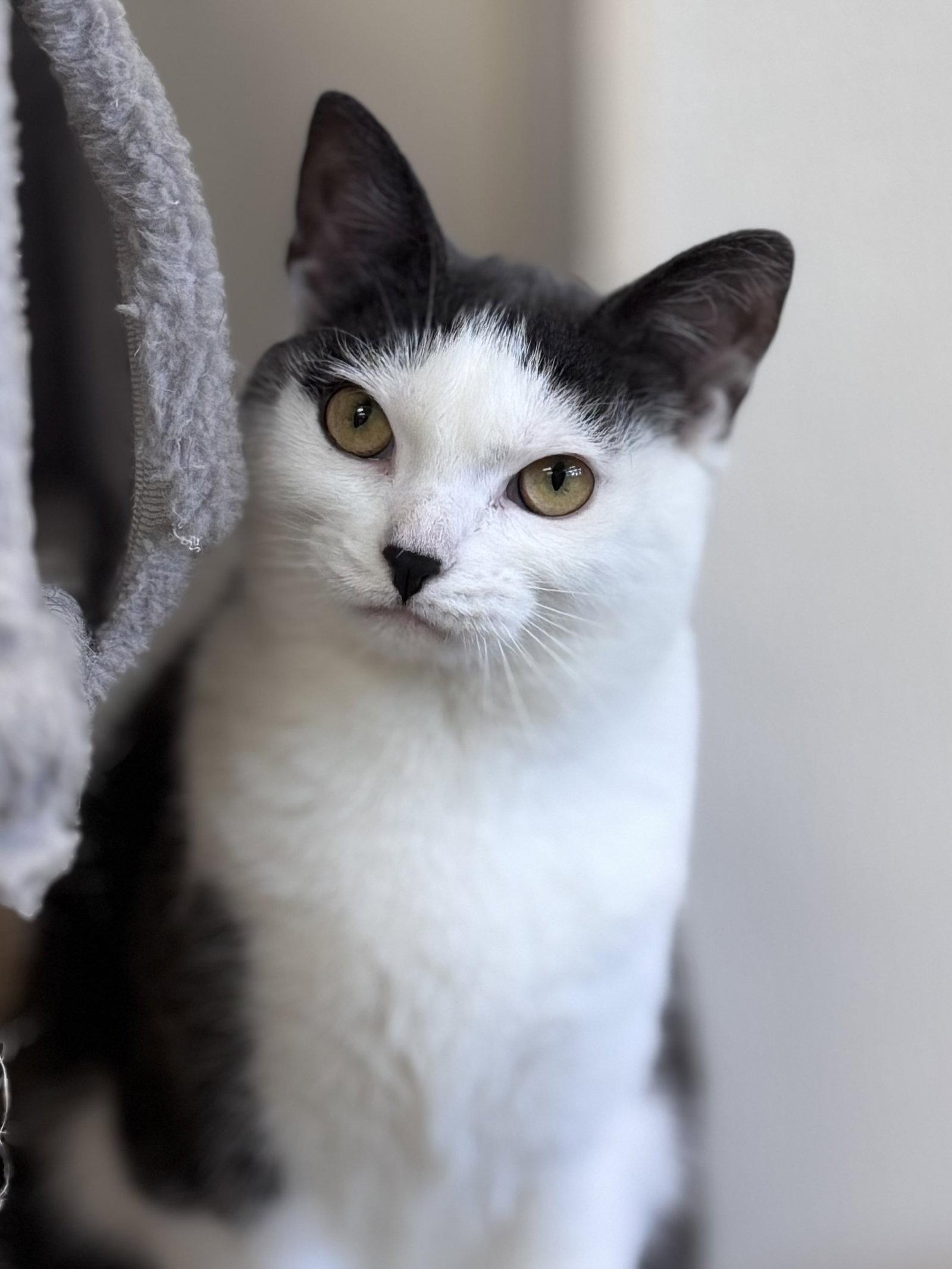 Enlarge Maeve, a Adoptable Domestic Short Hair in Brick, NJ image 2/3