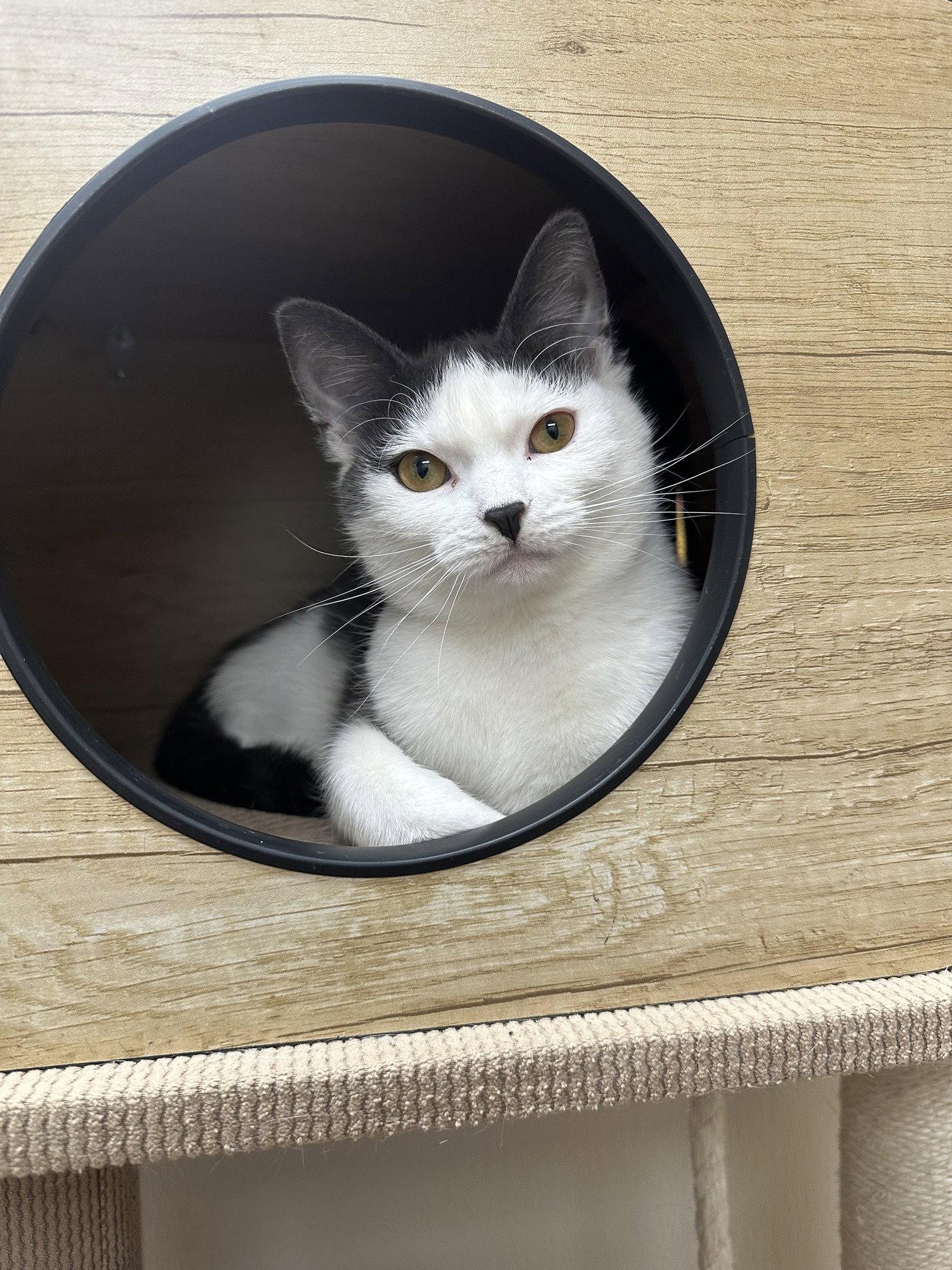 Enlarge Maeve, a Adoptable Domestic Short Hair in Brick, NJ image 1/2