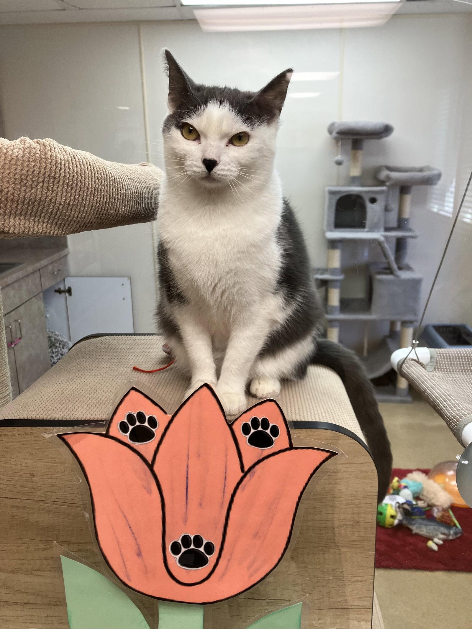 Enlarge Maeve, a Adoptable Domestic Short Hair in Brick, NJ image 2/2