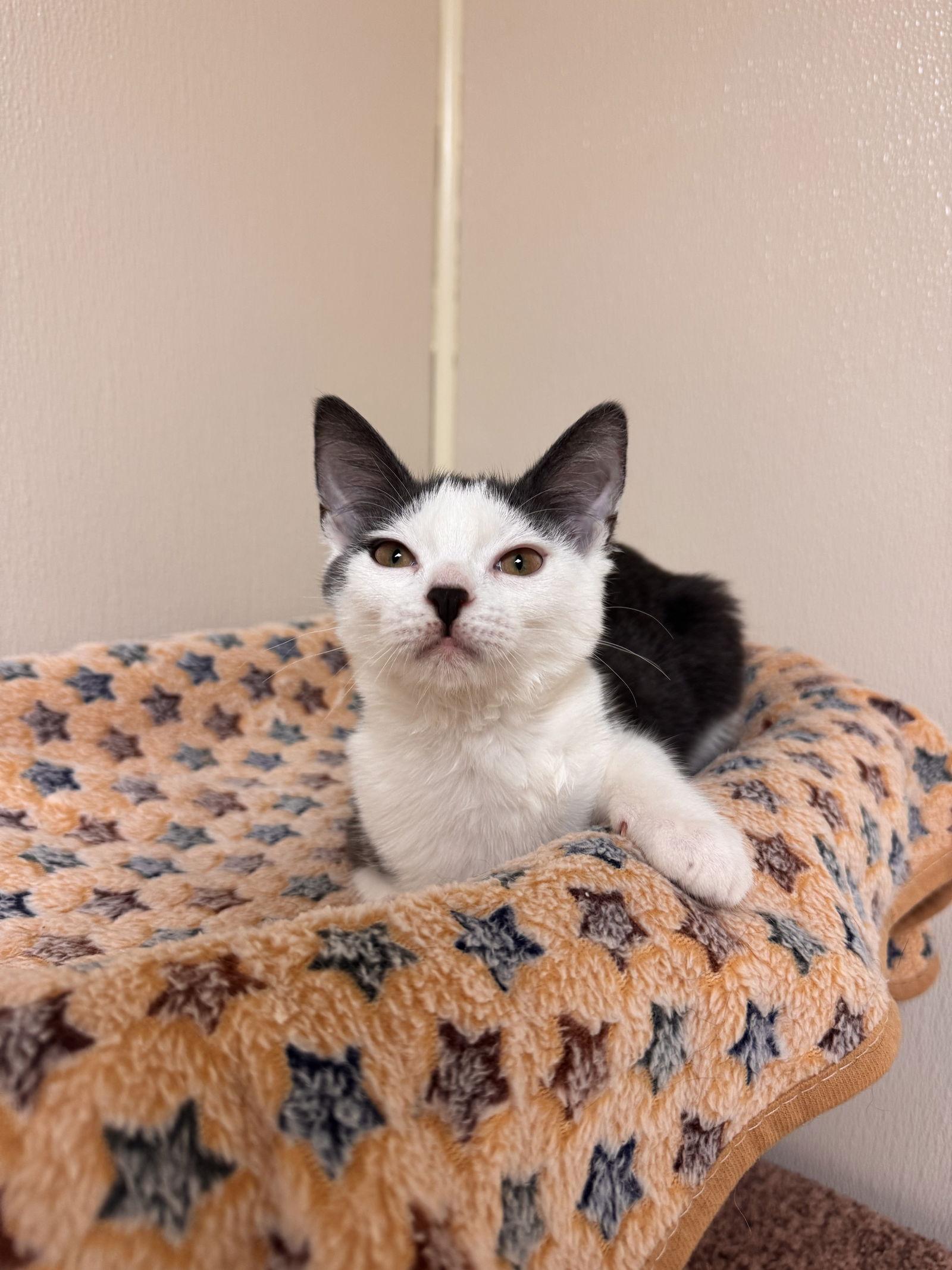 Maeve, Adoptable, Young Female Domestic Short Hair.