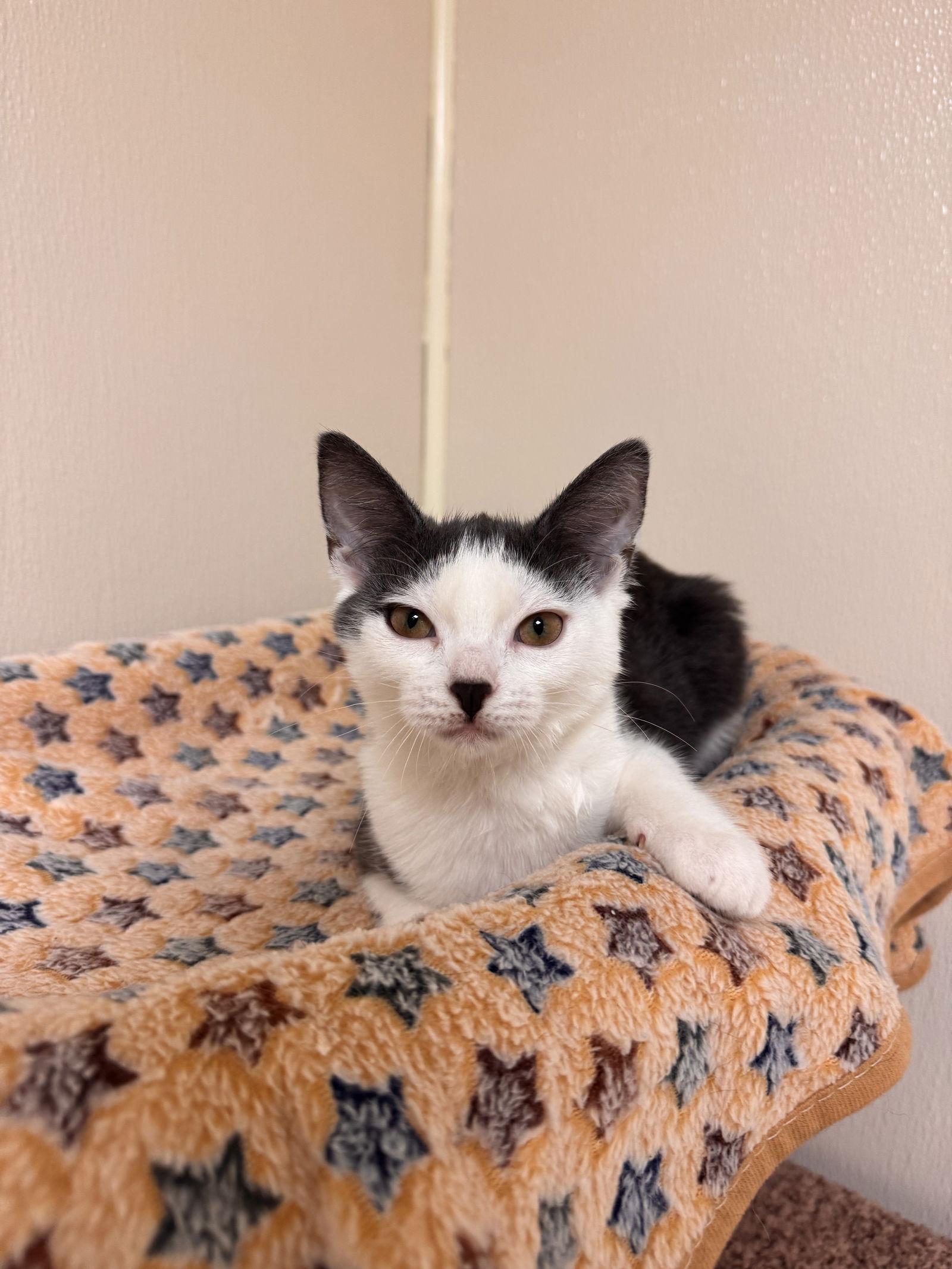 Enlarge Maeve, a Adoptable Domestic Short Hair in Brick, NJ image 2/2