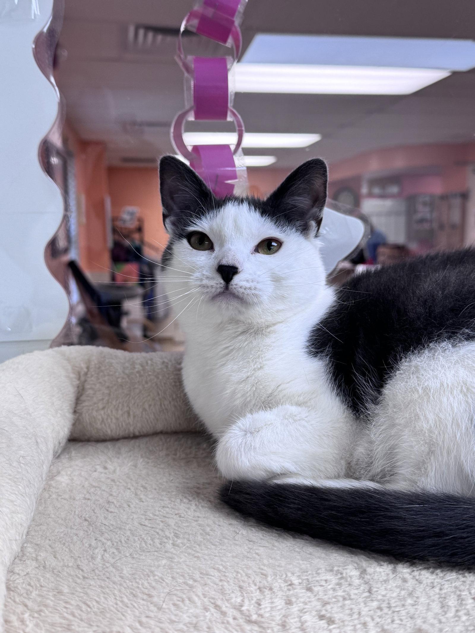 Enlarge Maeve, a Adoptable Domestic Short Hair in Brick, NJ image 3/3