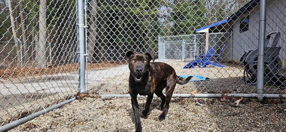 Dog Stevens, Adoptable, Adult Male Mixed Breed.