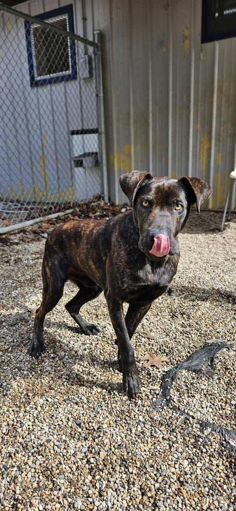 Enlarge Dog Stevens, a Adoptable mixed breed in Muskegon, MI image 2/2