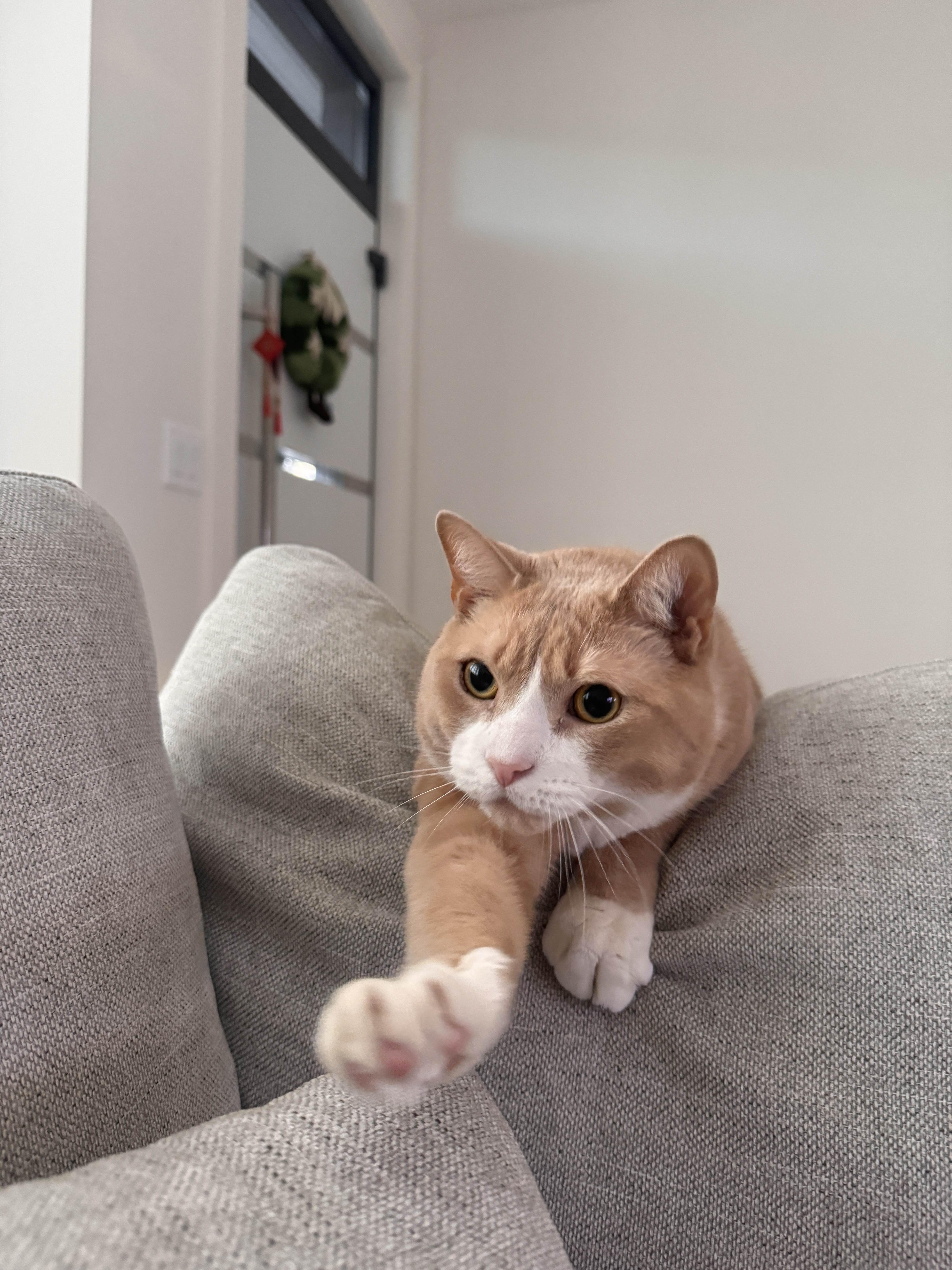 Enlarge Simba, a ADOPTABLE Domestic Short Hair in Weehawken, NJ image 2/6