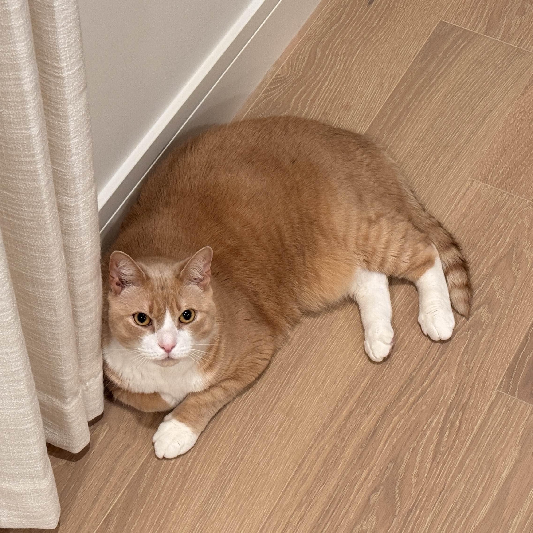 Enlarge Simba, a ADOPTABLE Domestic Short Hair in Weehawken, NJ image 4/6