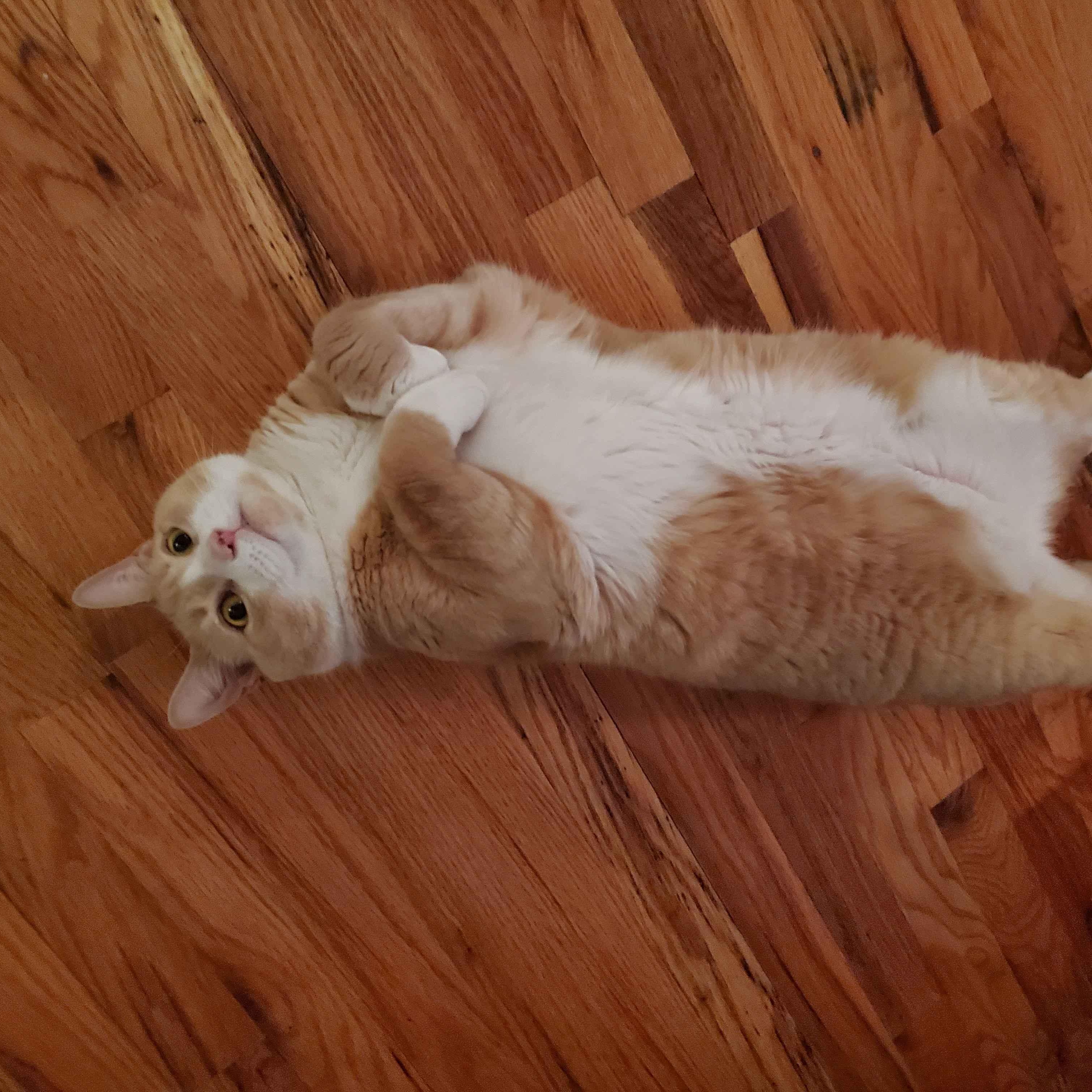 Enlarge Simba, a ADOPTABLE Domestic Short Hair in Weehawken, NJ image 6/6