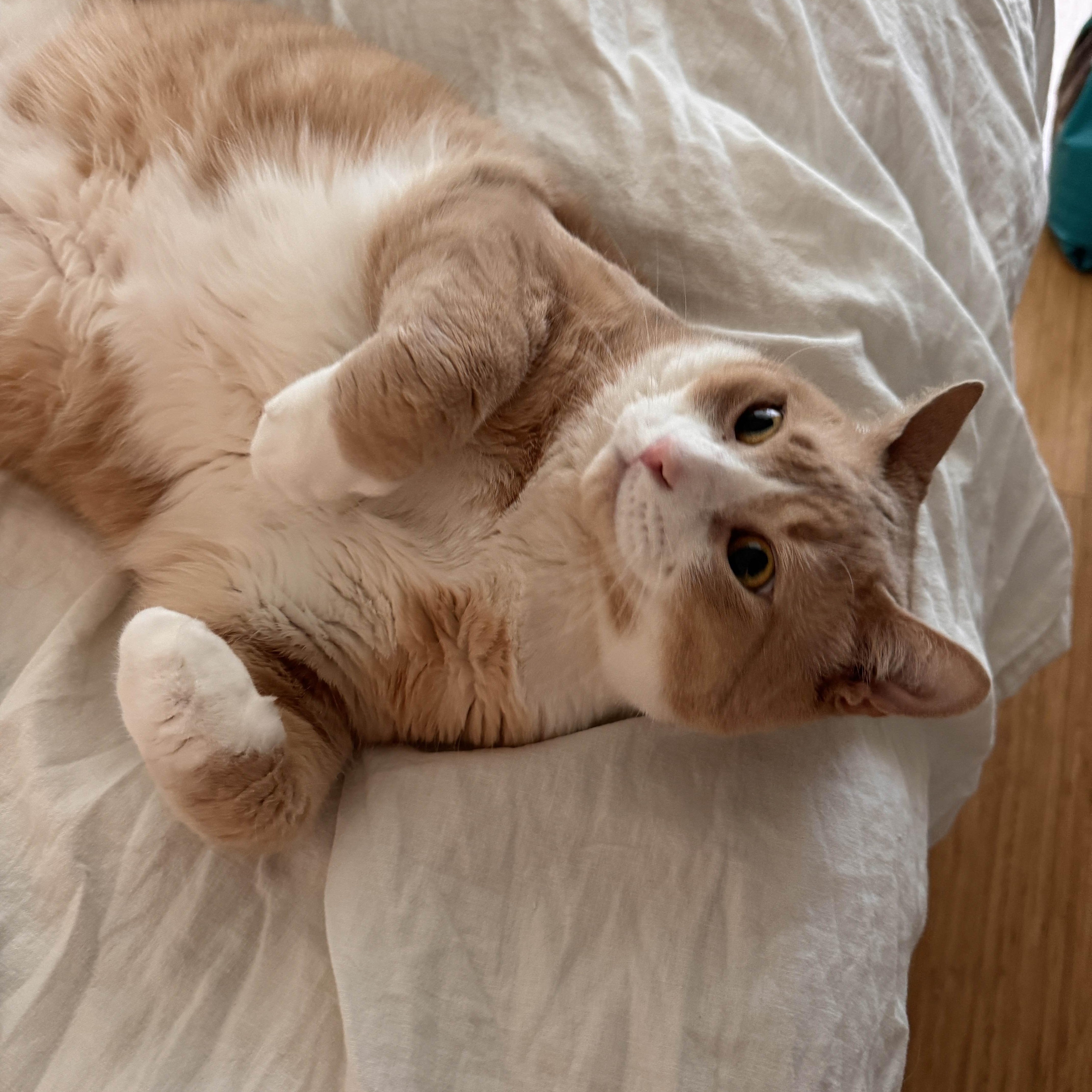 Enlarge Simba, a ADOPTABLE Domestic Short Hair in Weehawken, NJ image 5/6