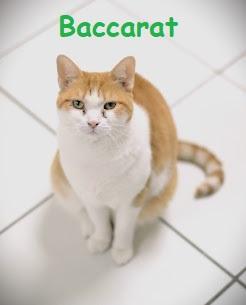 Baccarat