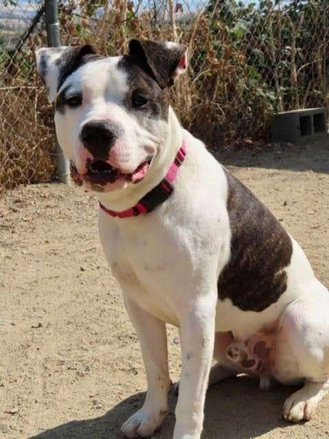 Lenny, Adopted, Adult Male Pit Bull Terrier.