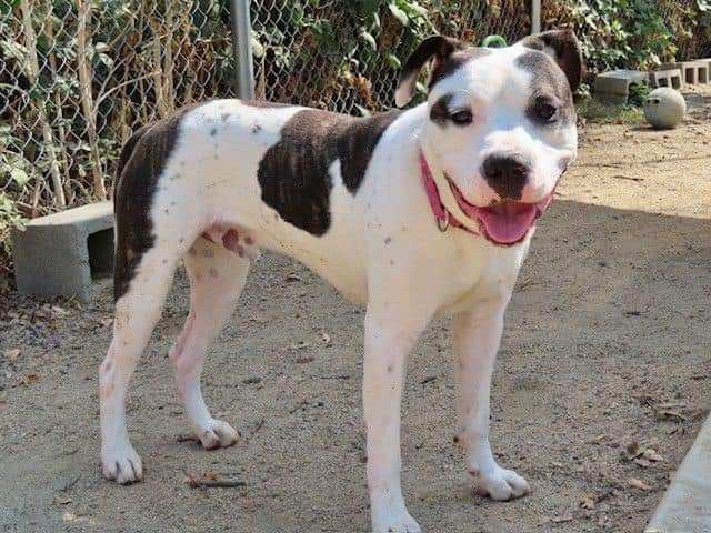 Enlarge Lenny, a Adopted mixed breed in Hornbrook, CA image 2/3