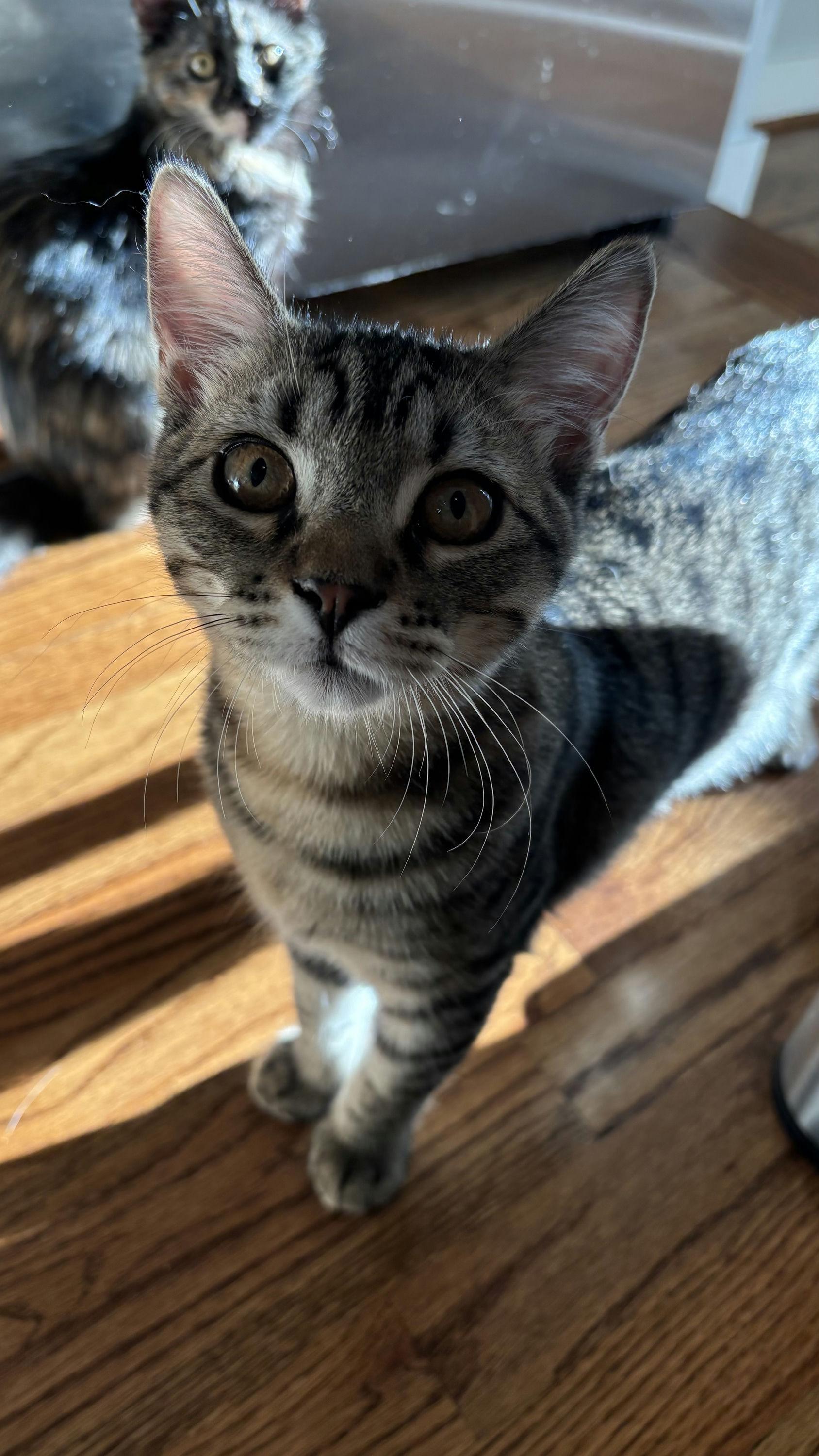 Enlarge Jaro, a Adoptable Domestic Short Hair in Houston, TX image 2/2