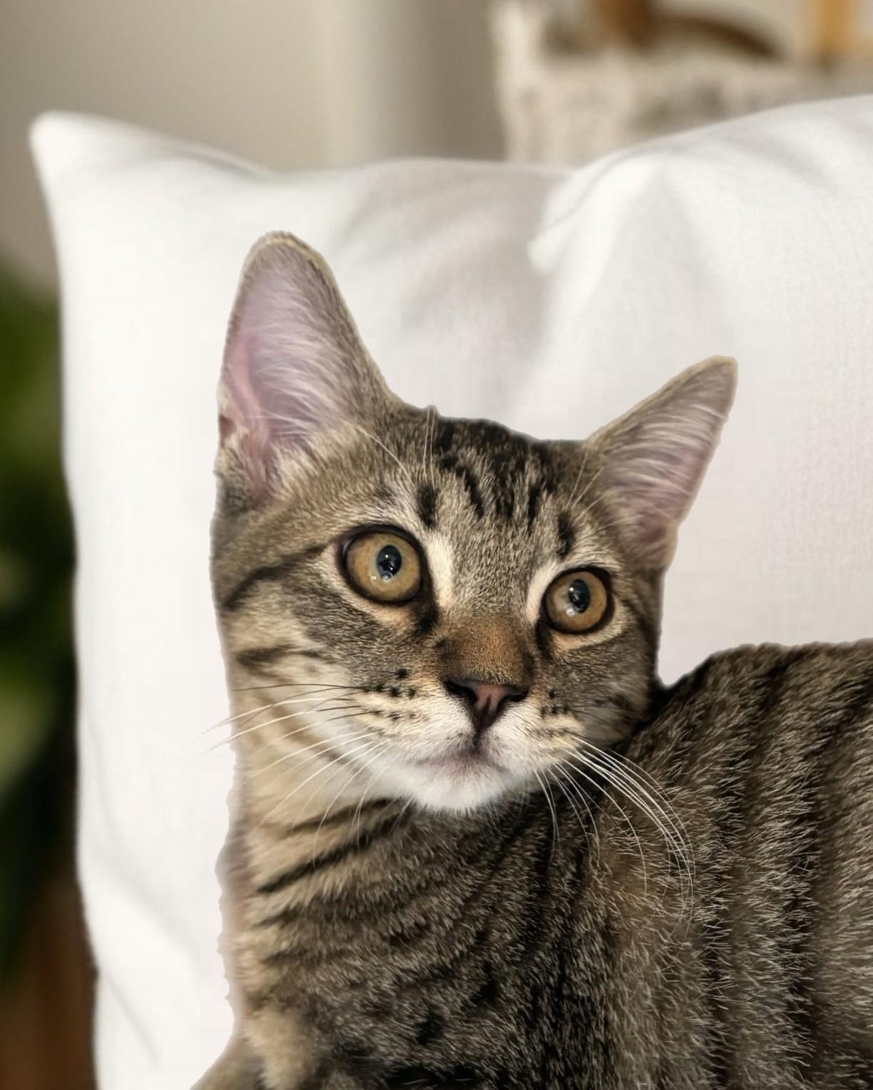 Jaro, Adoptable, Kitten Male Domestic Short Hair.