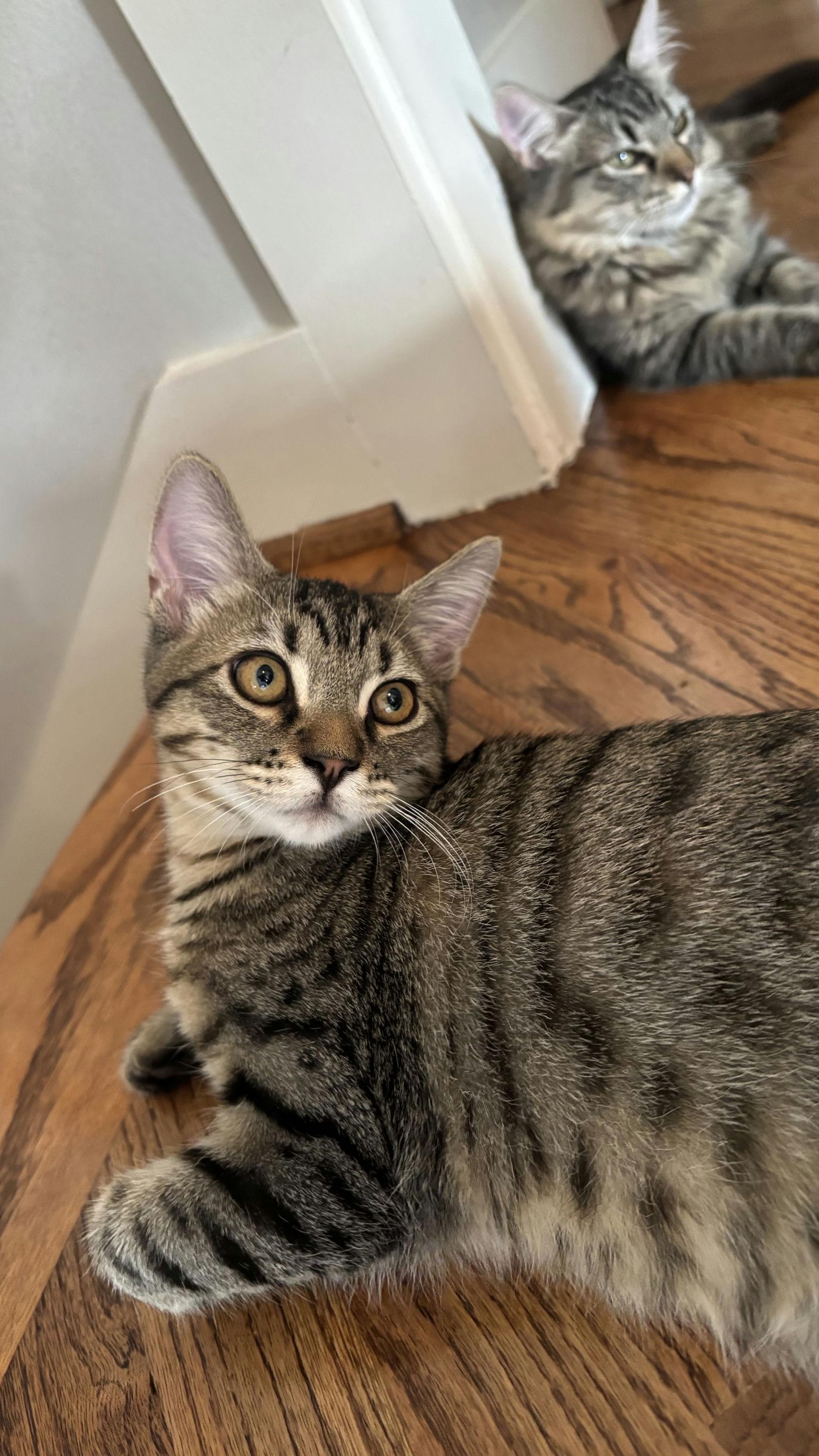 Jaro, Adoptable, Kitten Male Domestic Short Hair.