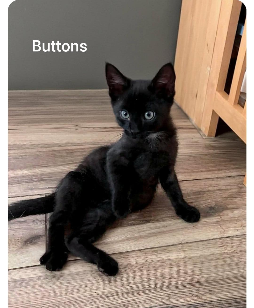 Buttons ( Orlando FL), a ADOPTABLE American Shorthair in Orlando, FL image 3/3