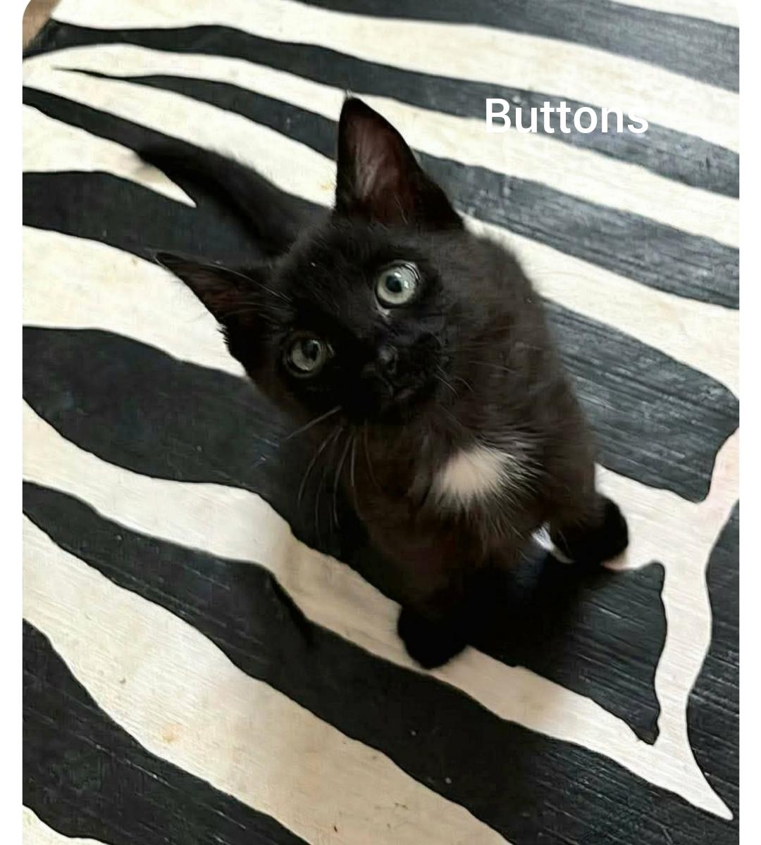 Buttons ( Orlando FL), a ADOPTABLE American Shorthair in Orlando, FL image 2/3