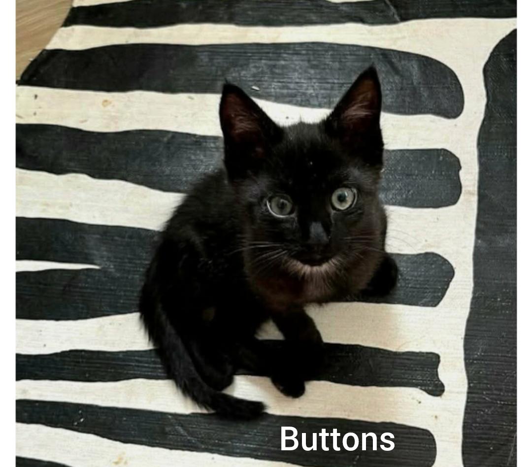Buttons ( Orlando FL), ADOPTABLE, Kitten Male American Shorthair.