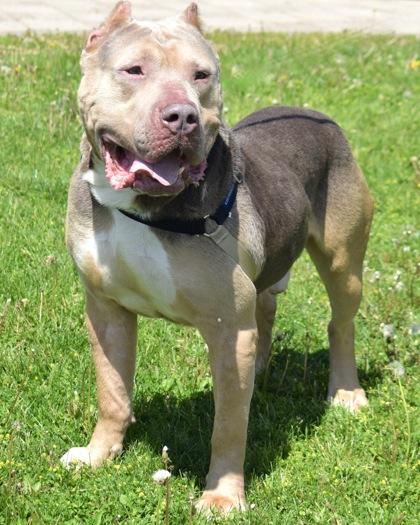 HERCULES, Adoptable, Adult Male Mixed Breed & Mixed Breed.