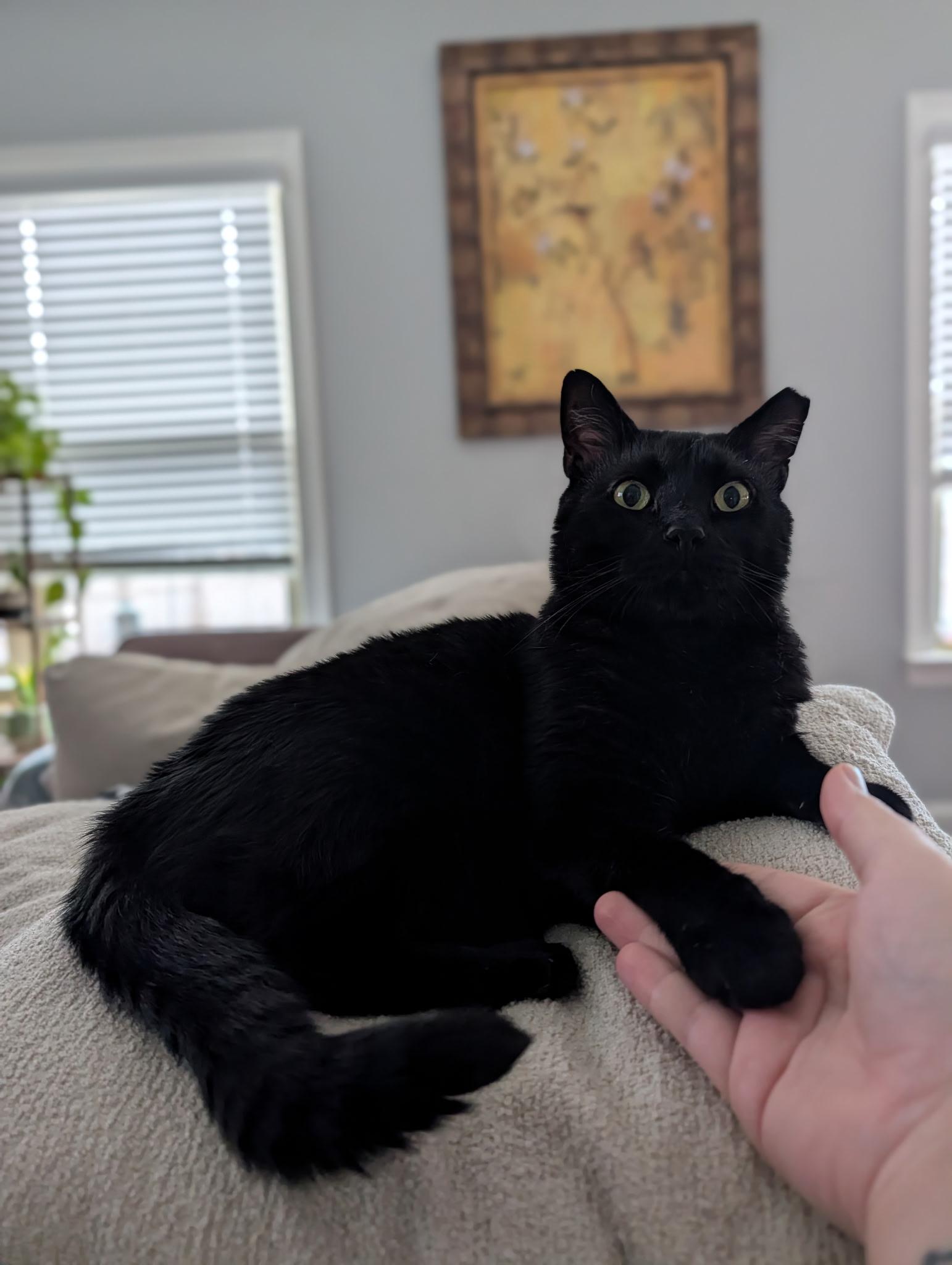 Romeo, Adoptable, Adult Male Bombay & Domestic Short Hair.