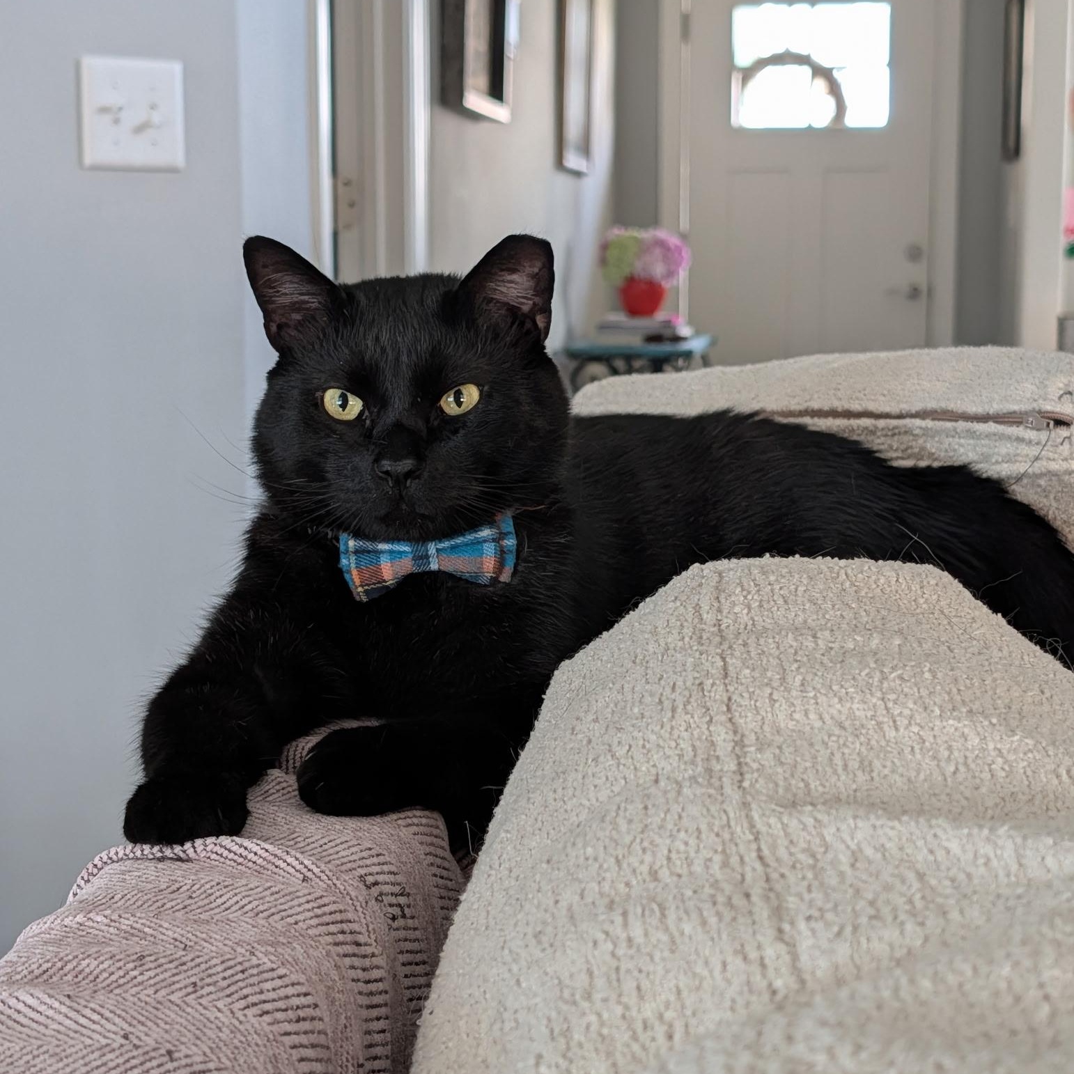Enlarge Romeo, a Adoptable mixed breed in Fort Oglethorpe, GA image 2/6