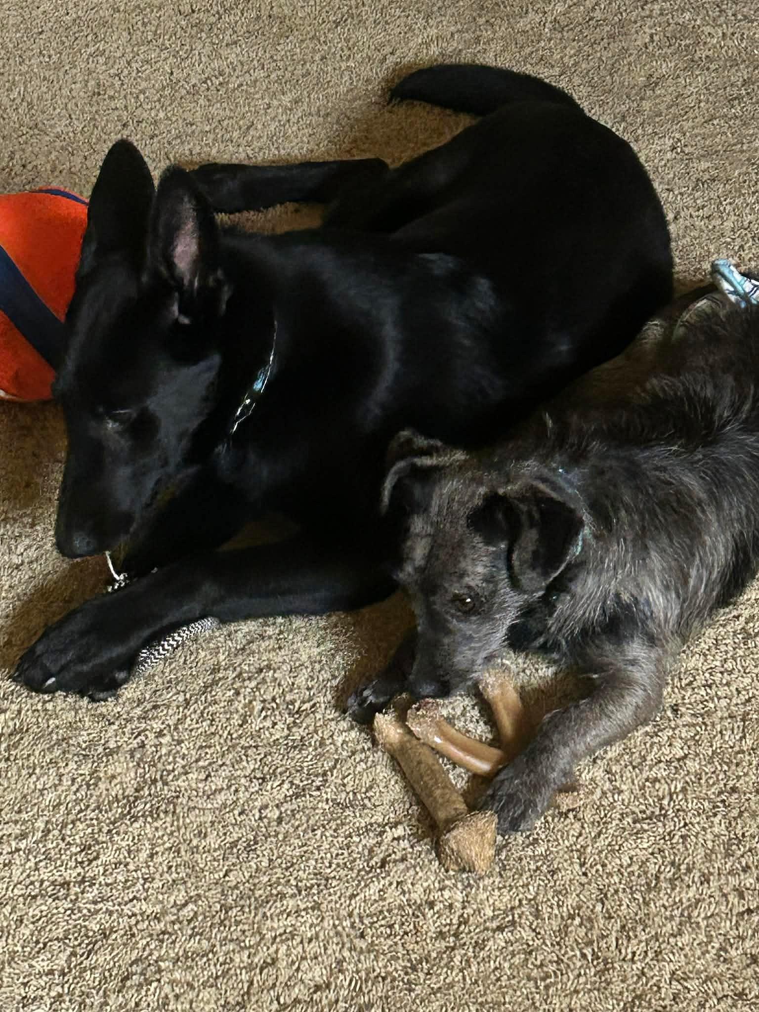 Enlarge Darby, a ADOPTABLE mixed breed in Yuba City, CA image 6/6