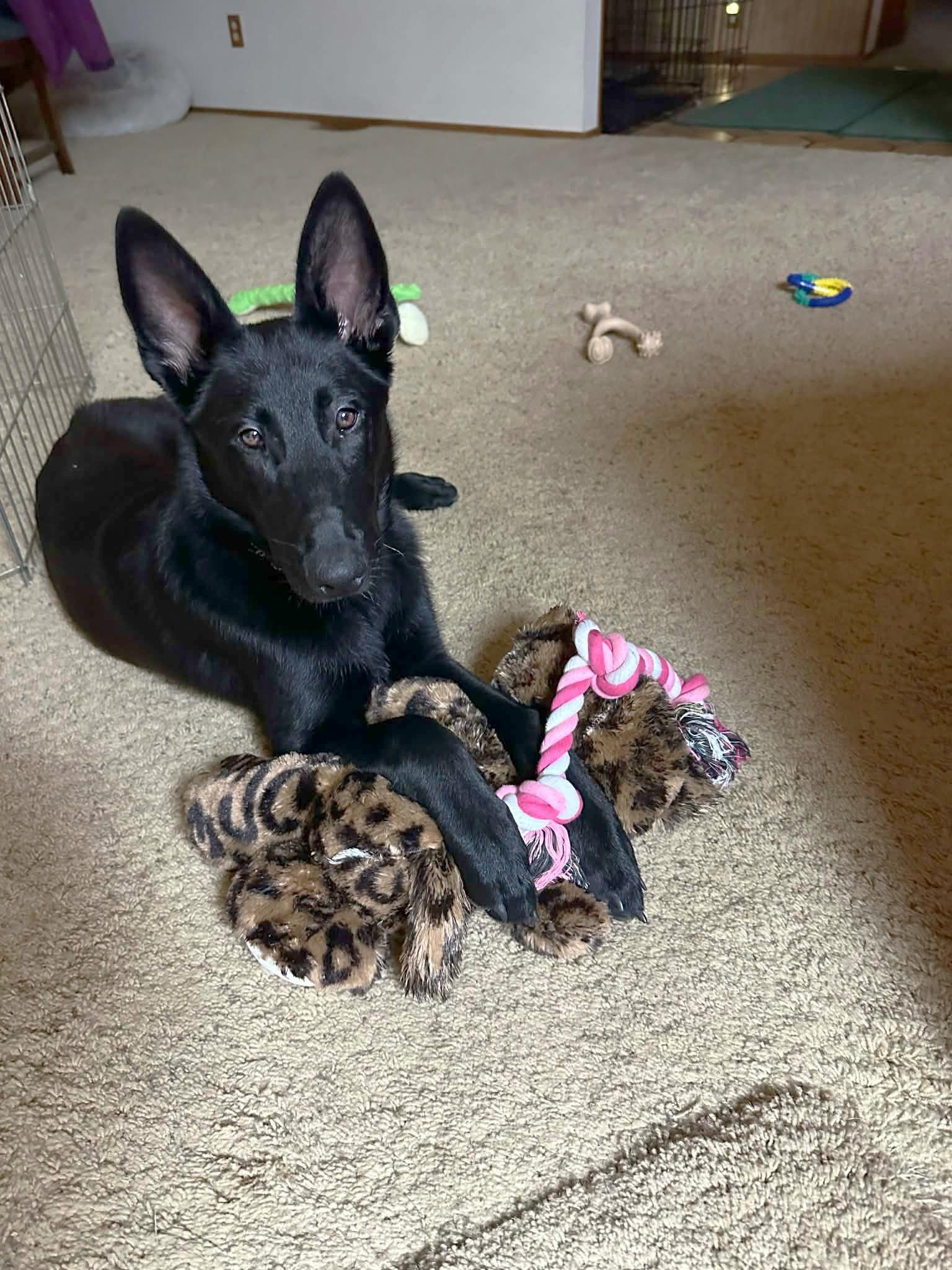 Enlarge Darby, a ADOPTABLE mixed breed in Yuba City, CA image 2/6