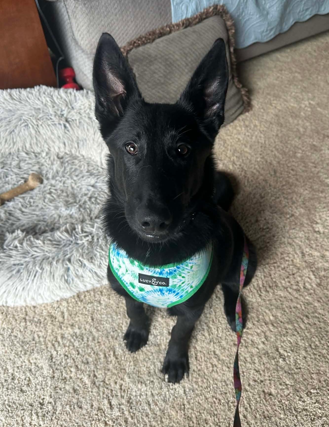 Enlarge Darby, a ADOPTABLE mixed breed in Yuba City, CA image 5/6