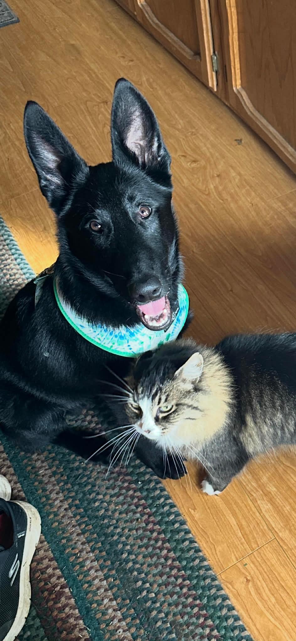 Enlarge Darby, a ADOPTABLE mixed breed in Yuba City, CA image 4/6