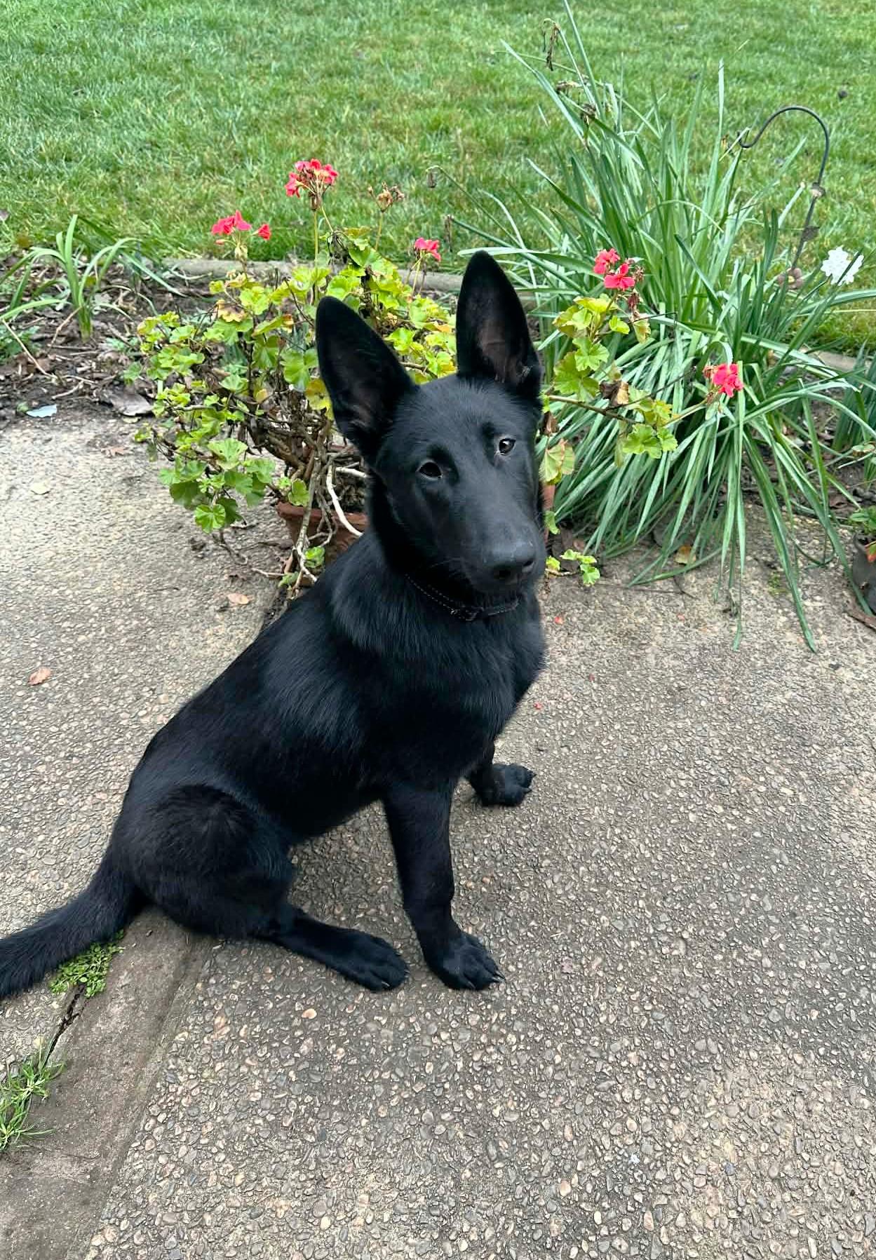 Darby, ADOPTABLE, Young Male German Shepherd Dog.
