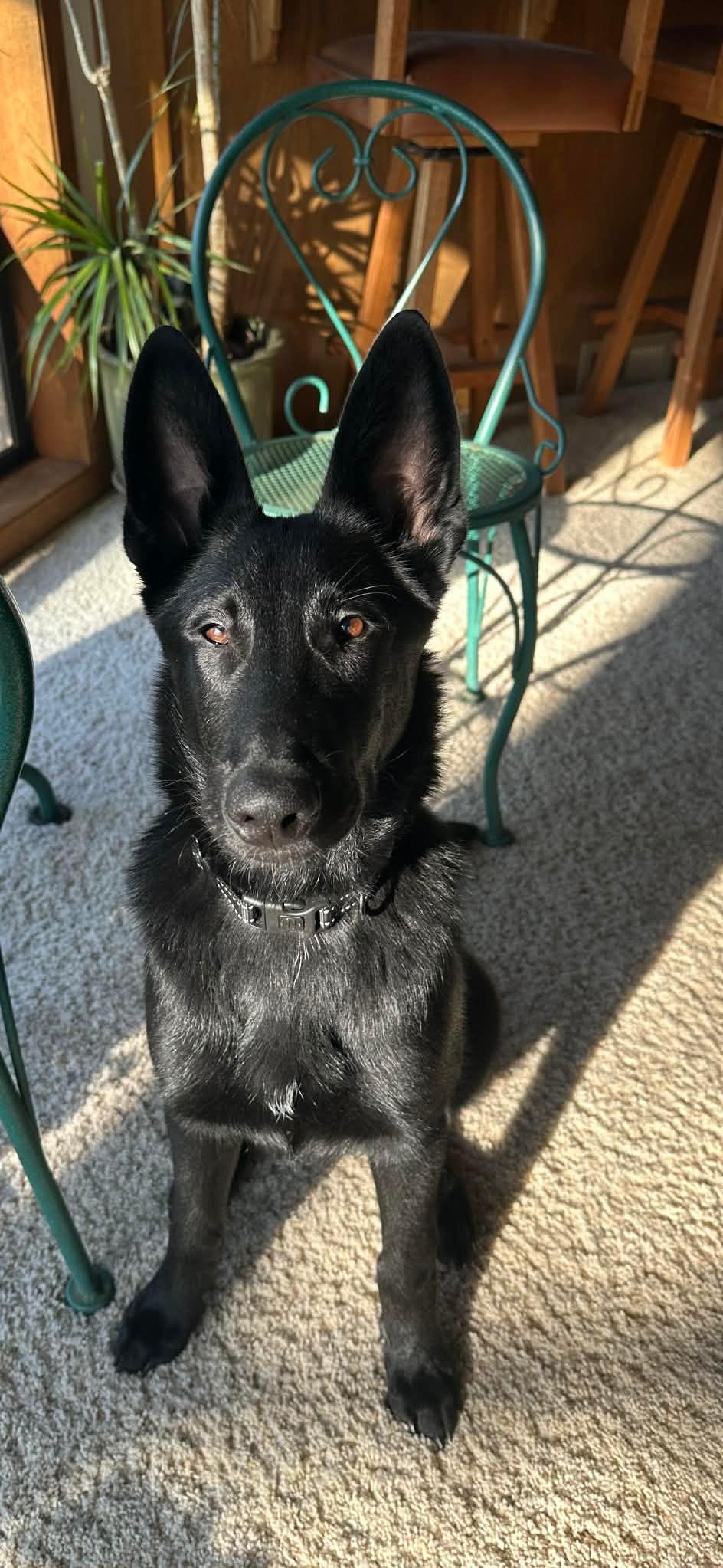 Enlarge Darby, a ADOPTABLE mixed breed in Yuba City, CA image 3/6