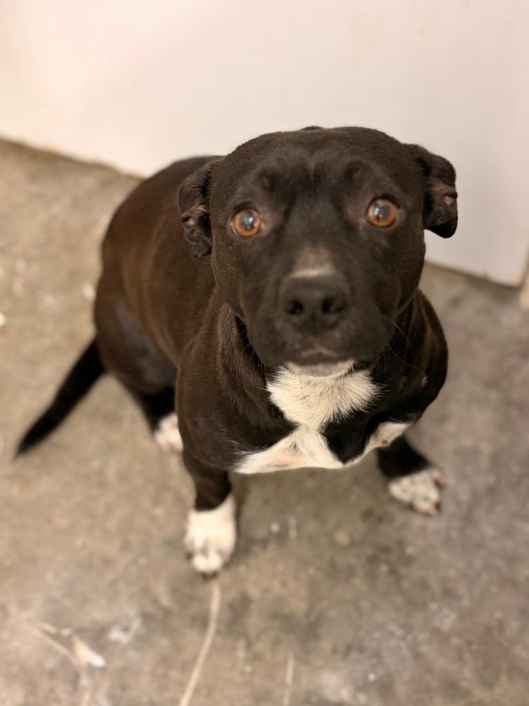 Winter, Adoptable, Adult Female Pit Bull Terrier & Mixed Breed.