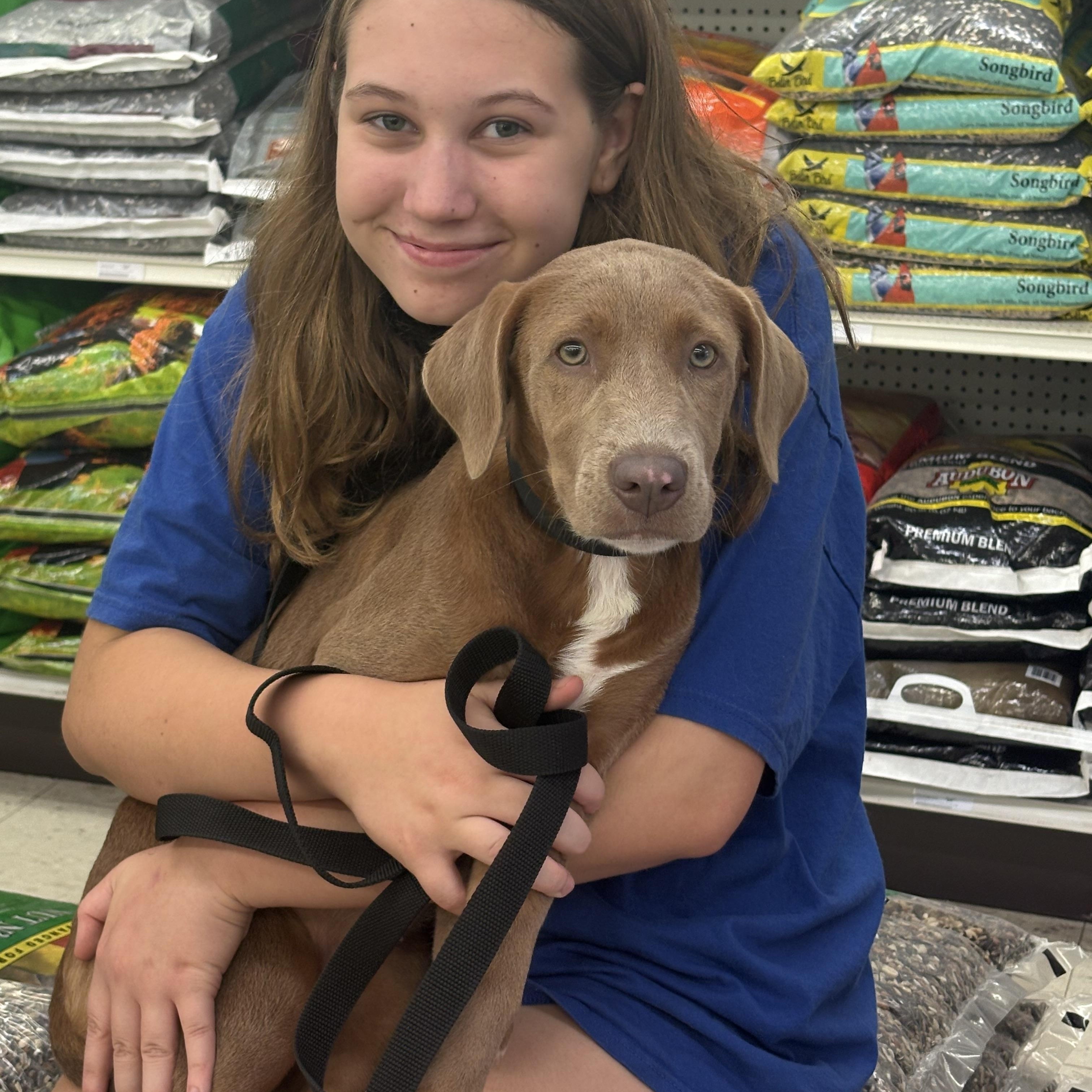 Nala, an adopted mixed breed in Hillsdale, NY image 1/6