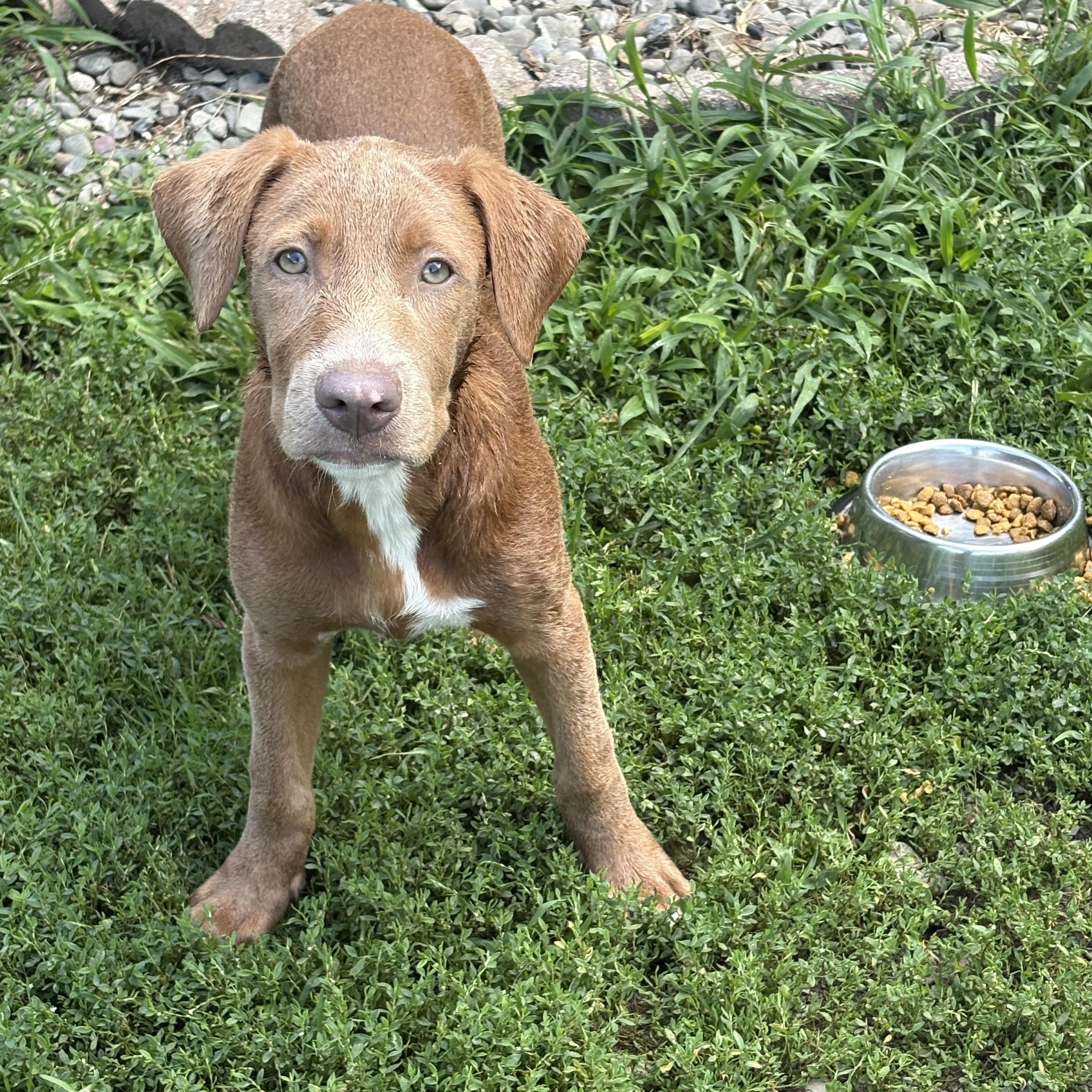 Nala, an adopted mixed breed in Hillsdale, NY image 2/6