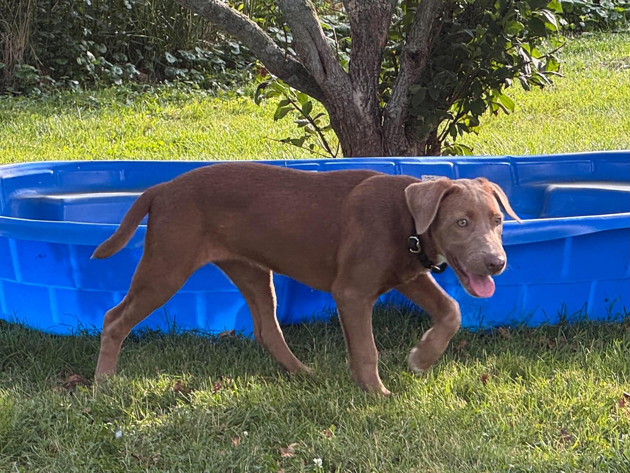 Nala, an adopted mixed breed in Hillsdale, NY image 4/6