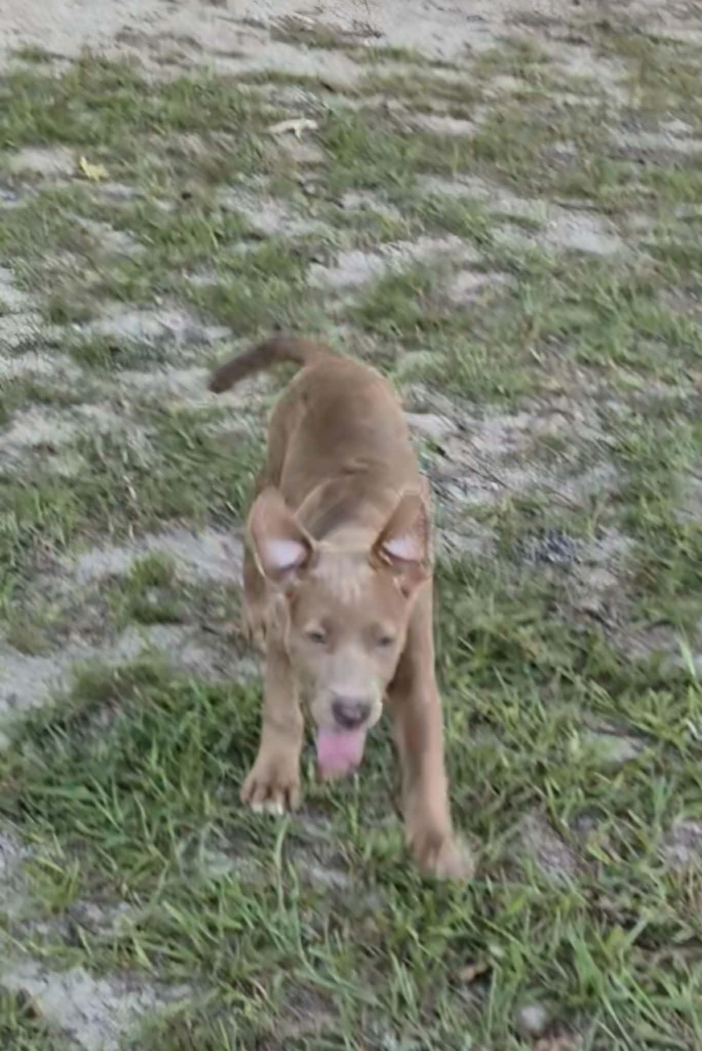 Nala, a ADOPTABLE mixed breed in Hillsdale, NY image 2/2
