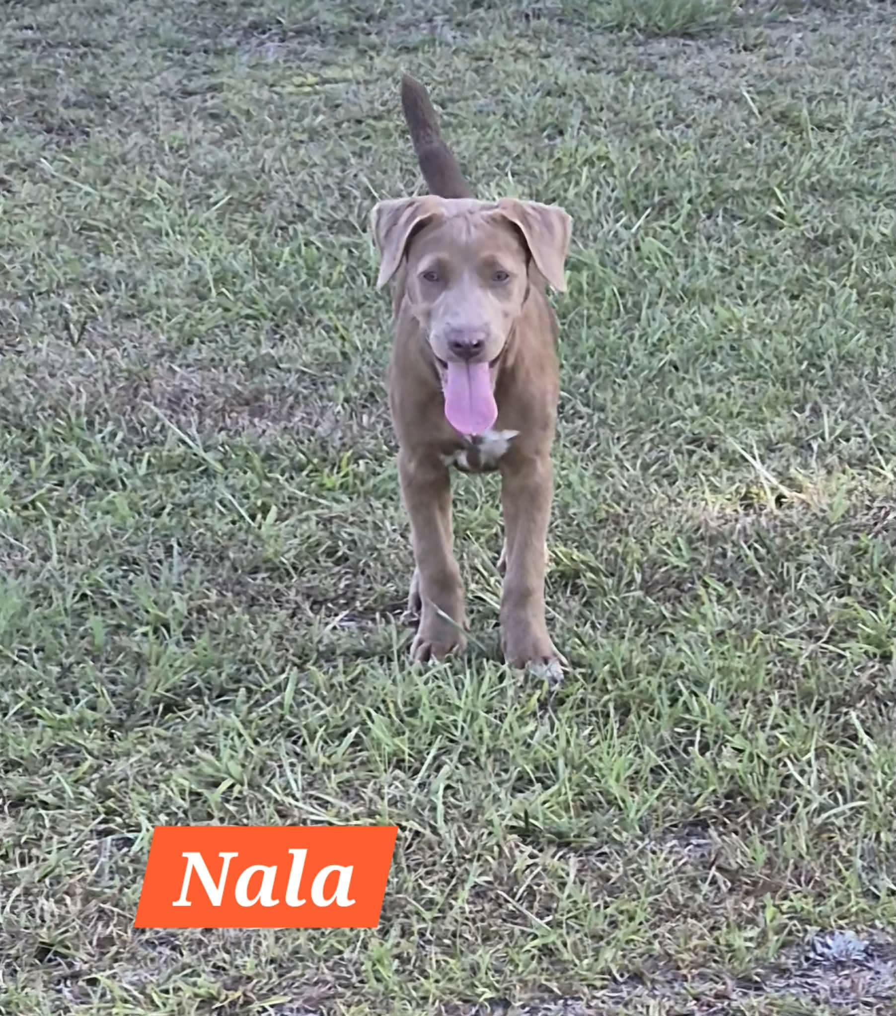 Nala, ADOPTABLE, Puppy Female Labrador Retriever.