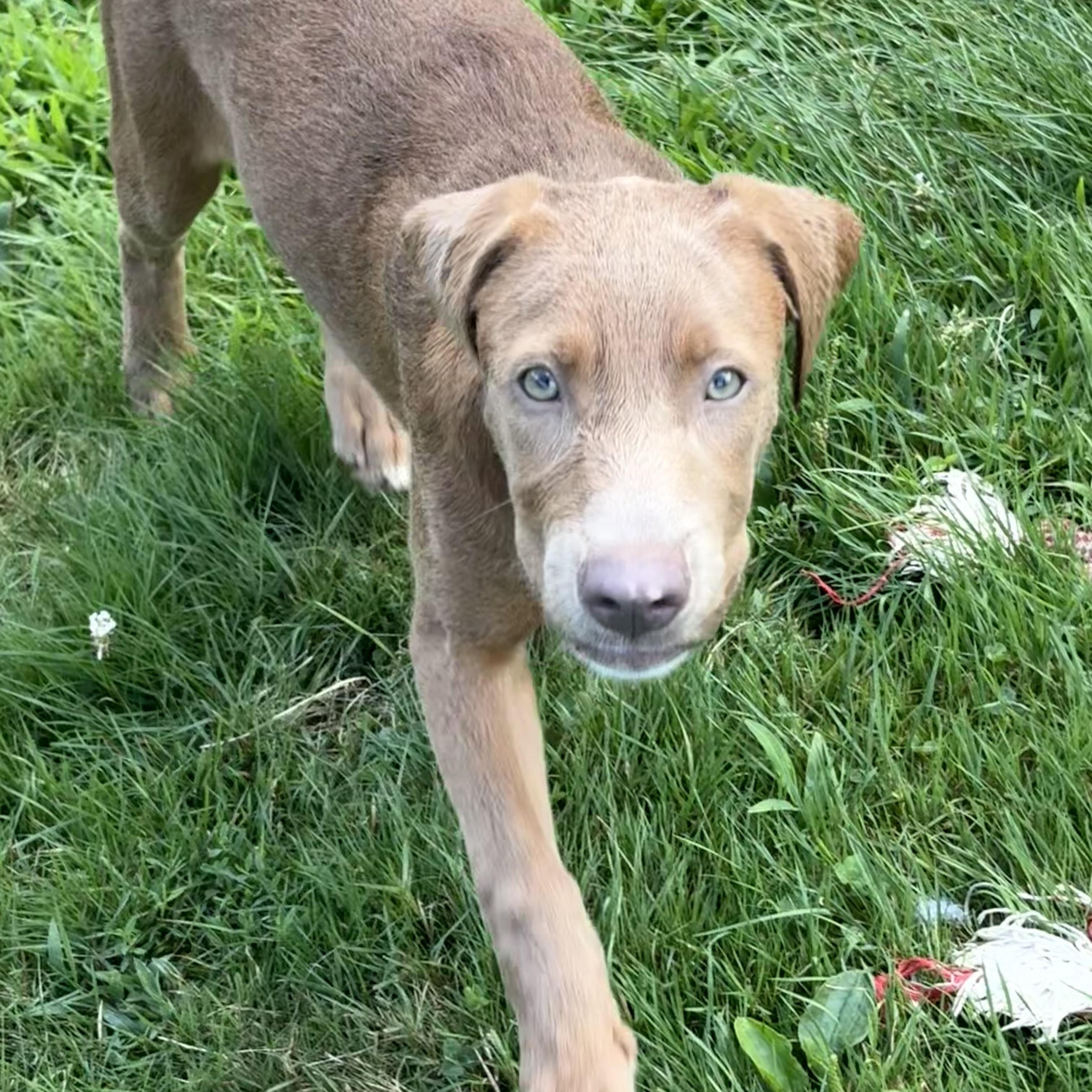 Nala, an adopted mixed breed in Hillsdale, NY image 5/6