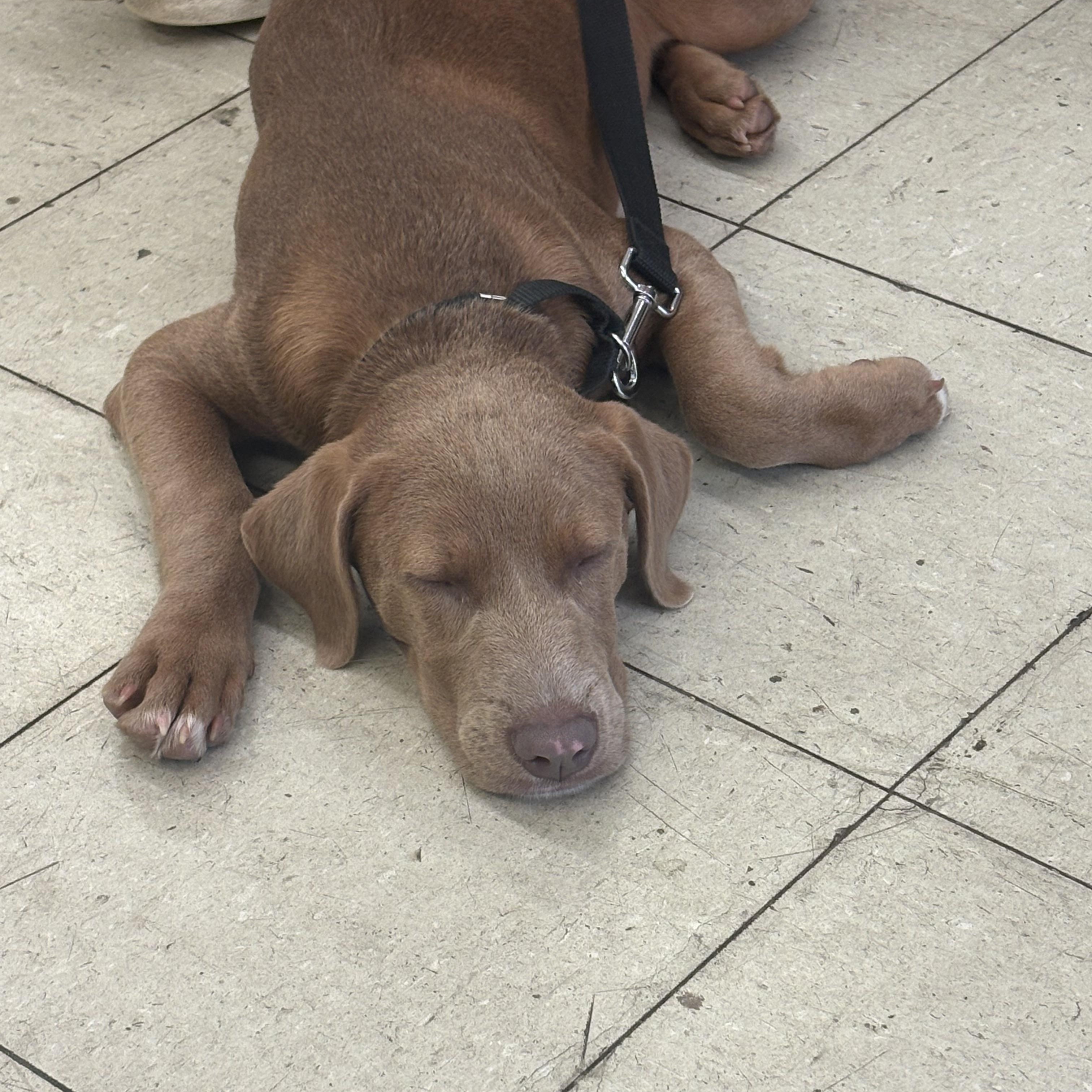 Nala, an adopted mixed breed in Hillsdale, NY image 3/6
