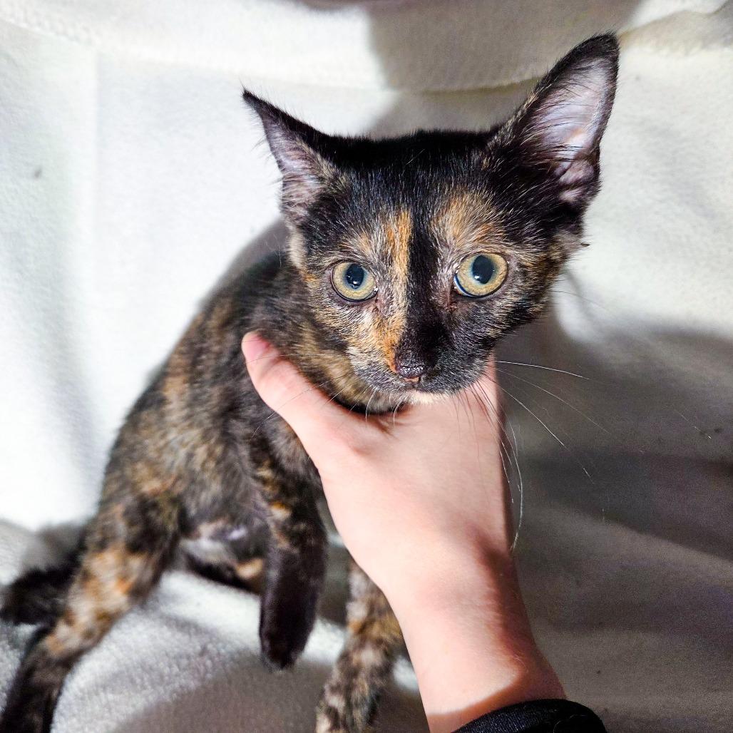 Enlarge Lose It, a Adoptable Domestic Short Hair in San Diego, CA image 2/2