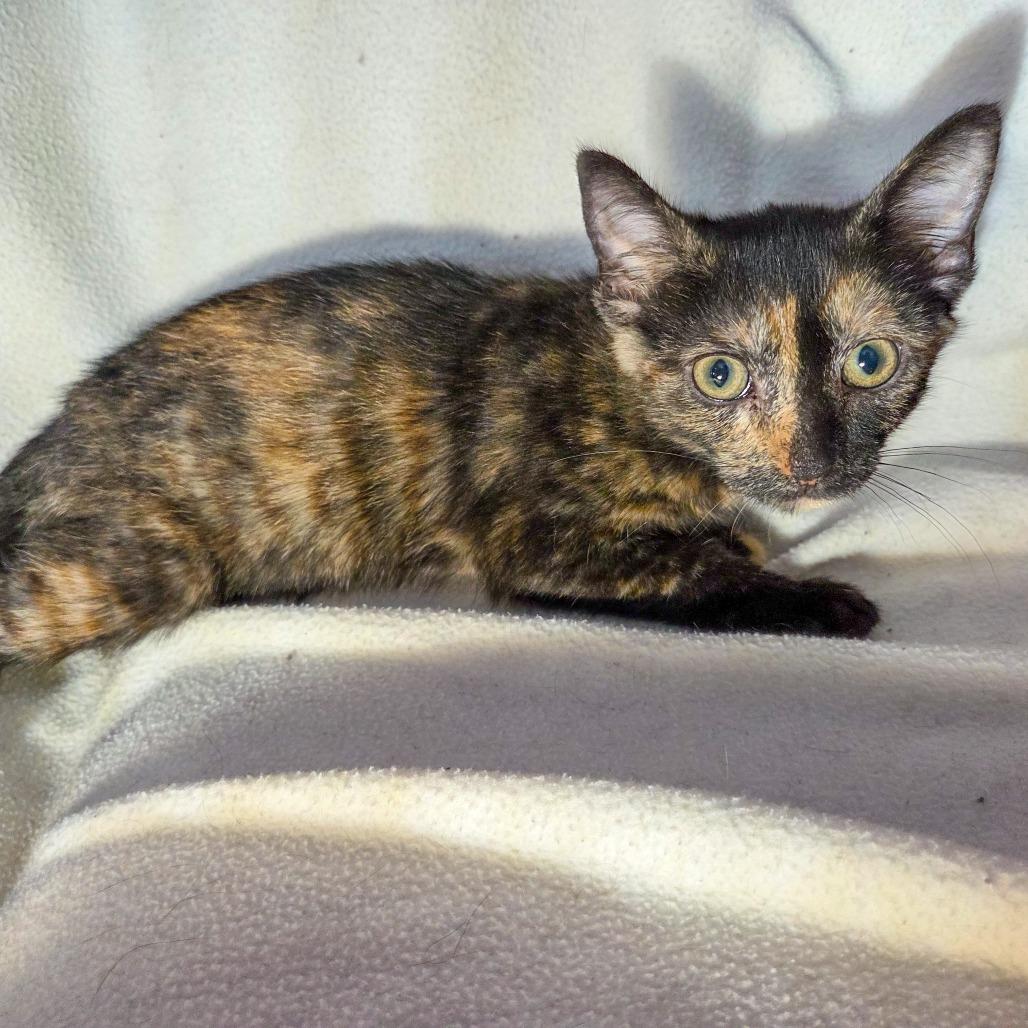 Enlarge Lose It, a Adoptable Domestic Short Hair in San Diego, CA image 1/2
