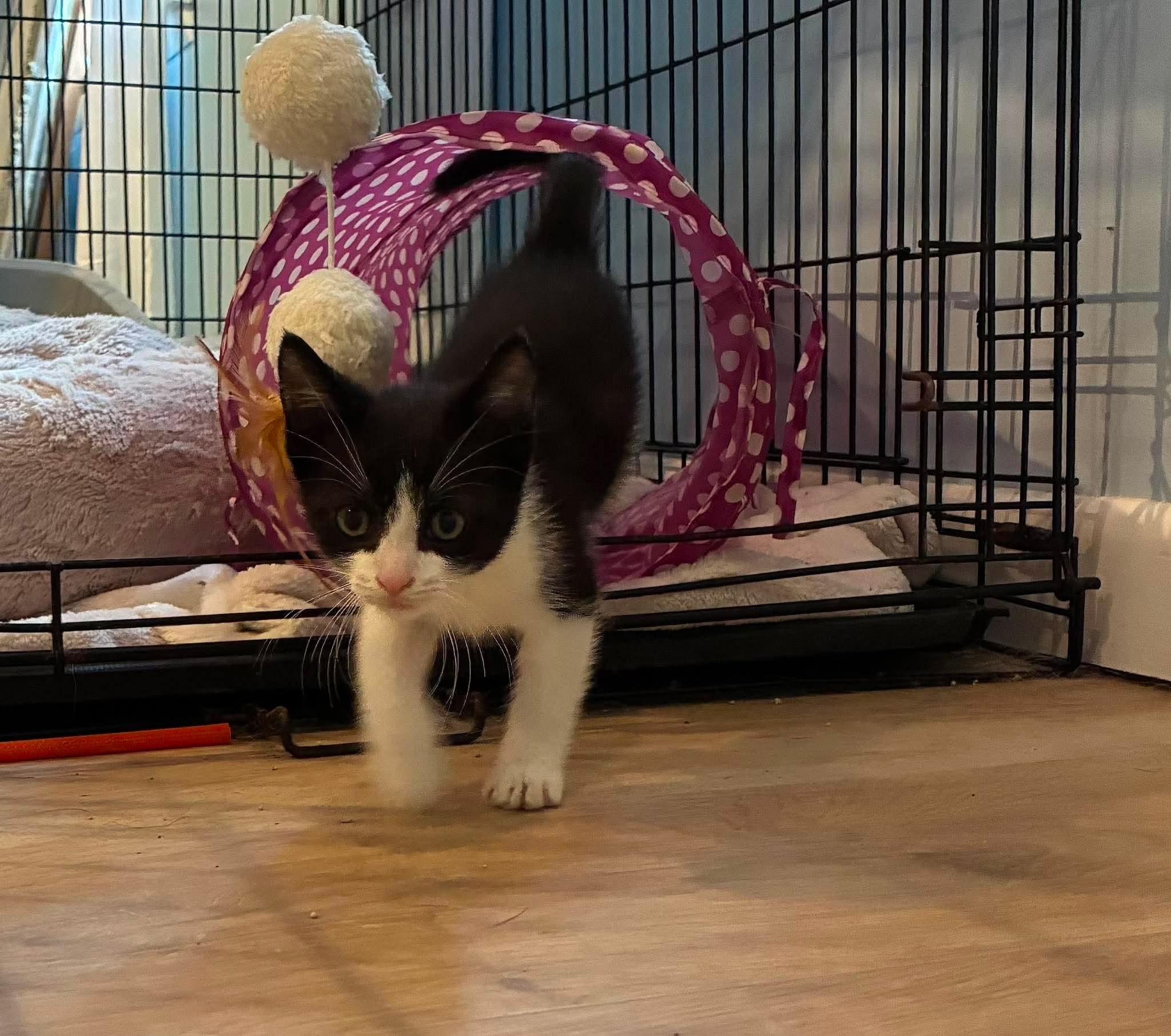 Enlarge Javier, a Adoptable Domestic Short Hair in Rochester , NY image 5/6