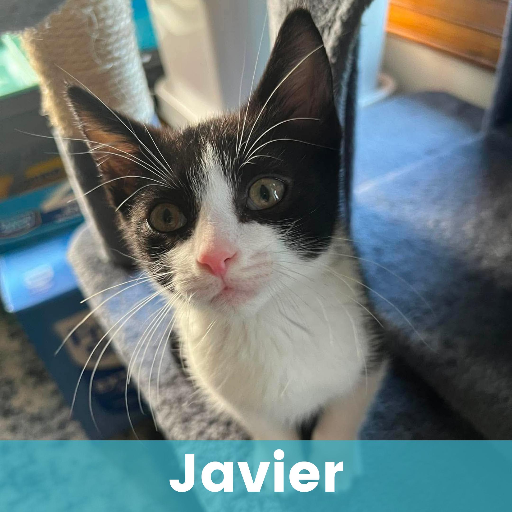 Javier, Adoptable, Kitten Male Domestic Short Hair.